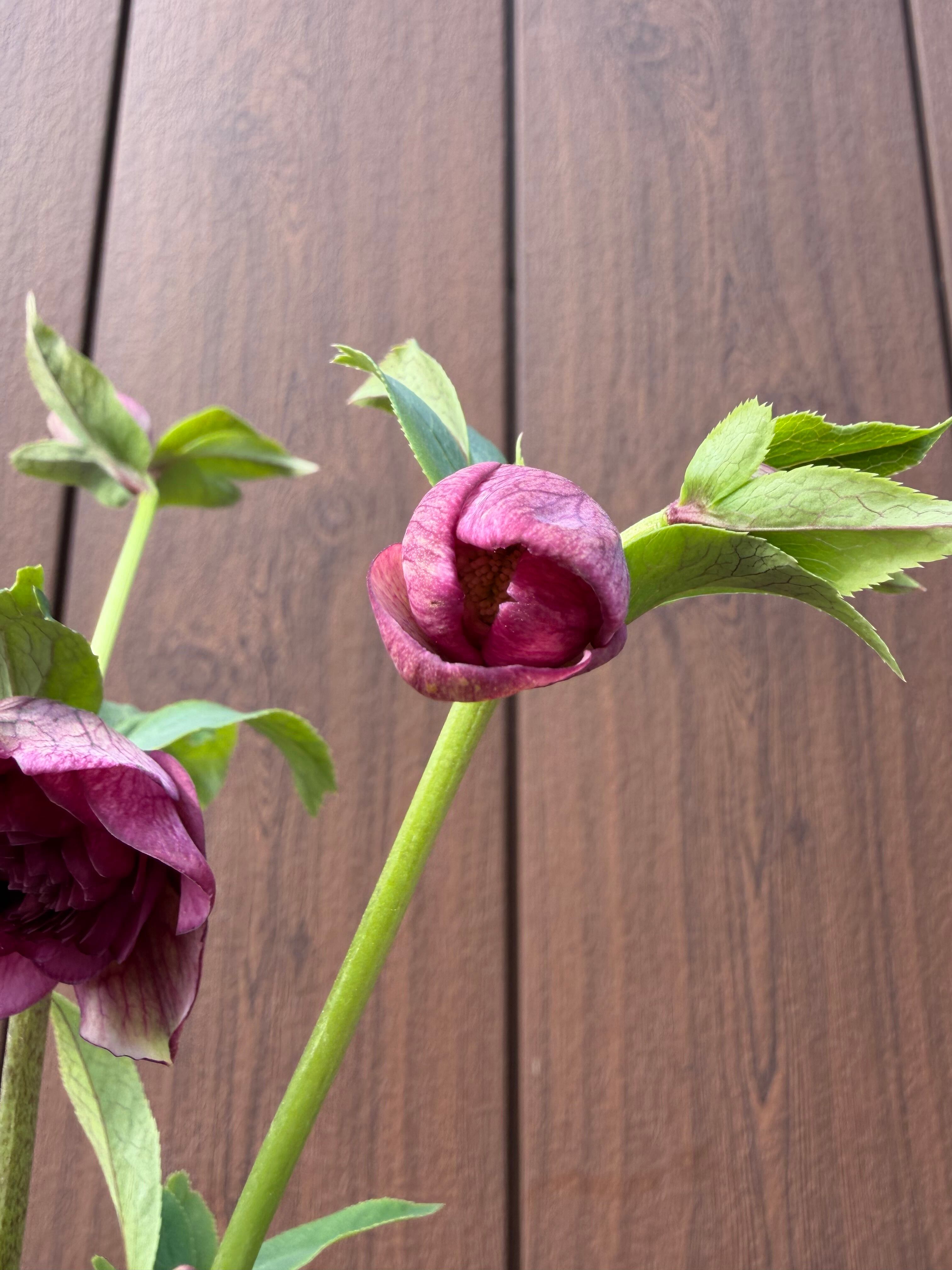 アンティークアフロディーテ ※交配札なし 加藤農園 クリスマスローズ