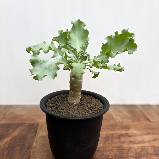 Othonna cyclophylla【オトンナ・シクロフィラ】