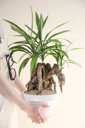 【L】コルジリネ ストリクタ/Cordyline　※陶器鉢付き