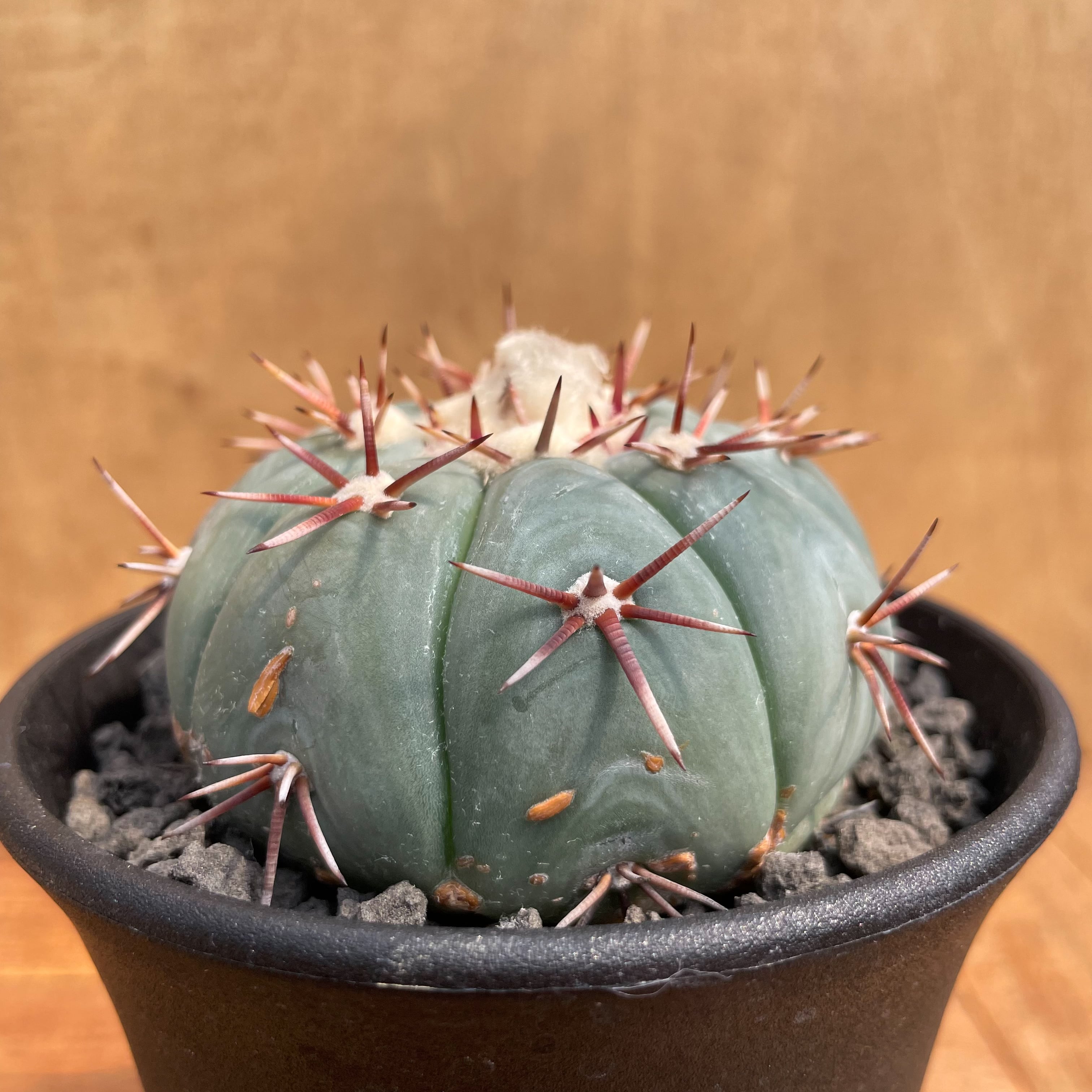 Echinocactus horizonthalonius【エキノカクタス・太平丸】 | RIMO'S