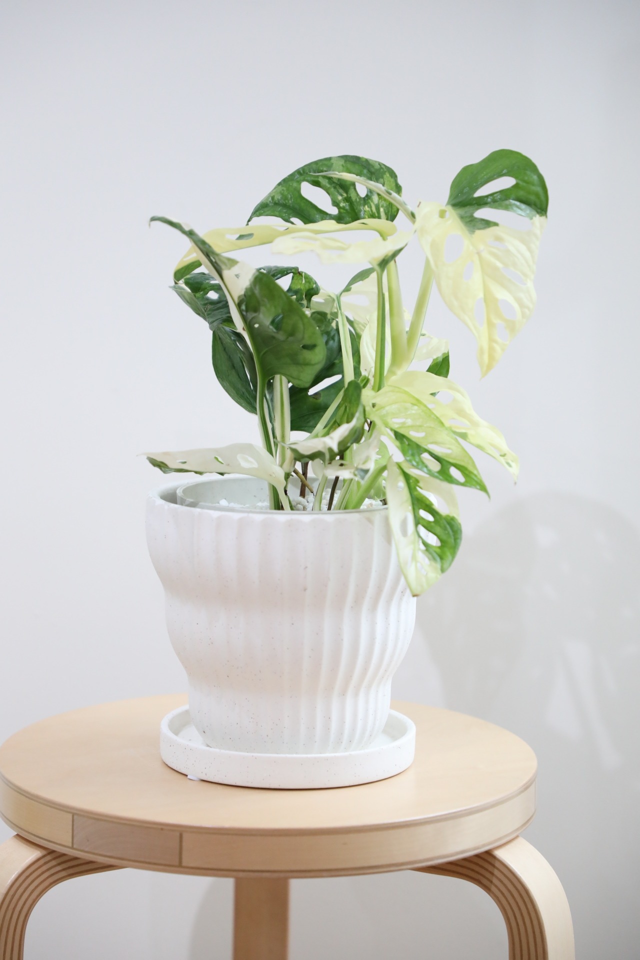 【希少】【M】マドカズラ バリエガータ/Monstera adansonii