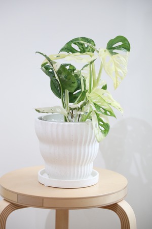 【希少】【M】マドカズラ バリエガータ/Monstera adansonii