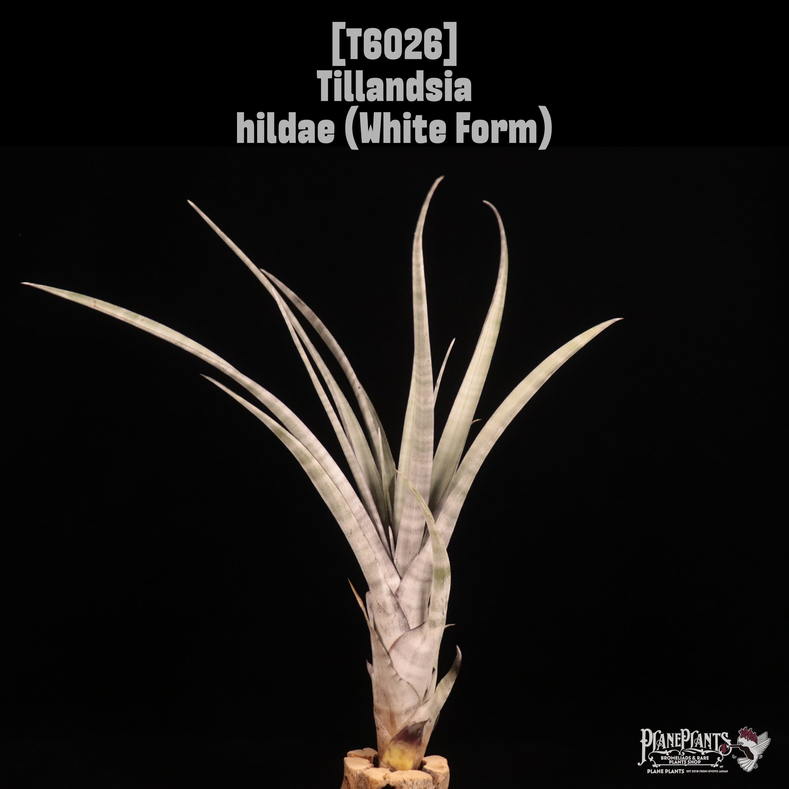 Tillandsia hildae (White Form)〔ティランジア〕T6026