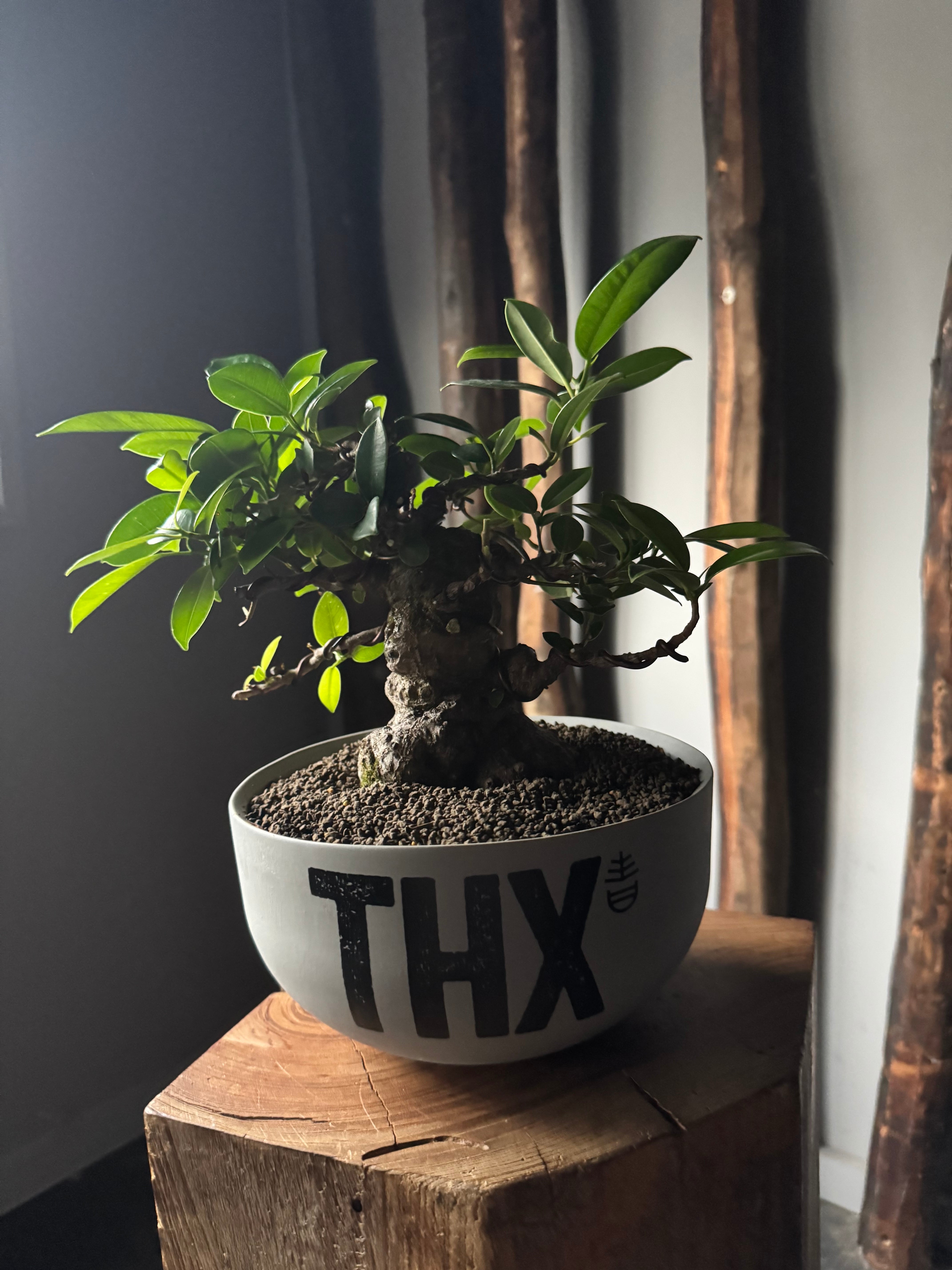 C*O様 青坊主✖️valiem 2周年記念　コラボ鉢 C*O様 青坊主✖️valiem 2周年記念 コラボ鉢 - メルカリ