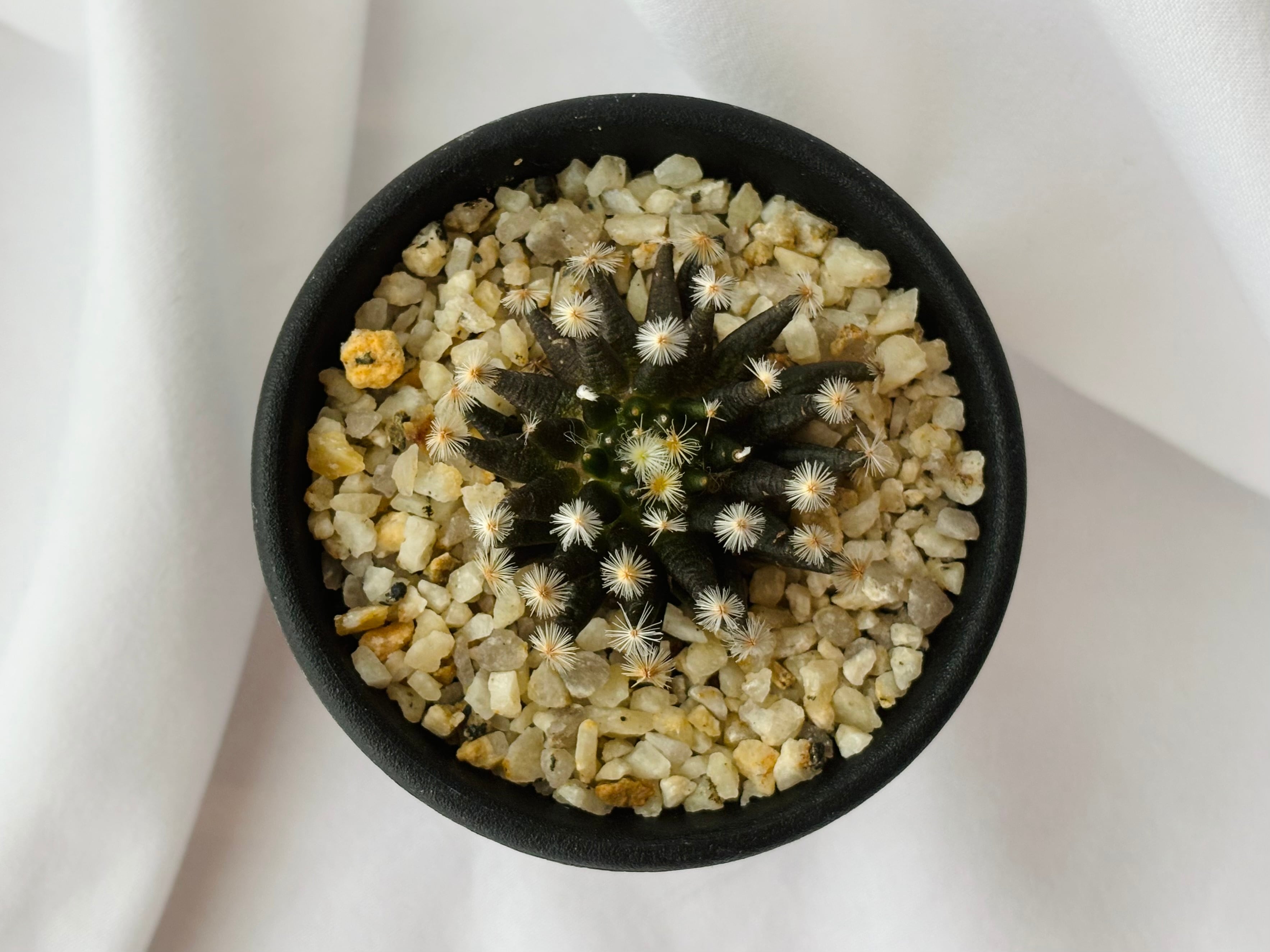 実生 黒肌 明星 マミラリア サボテン ⁄ 白星 白鳥 ザ・ファーム 黒肌