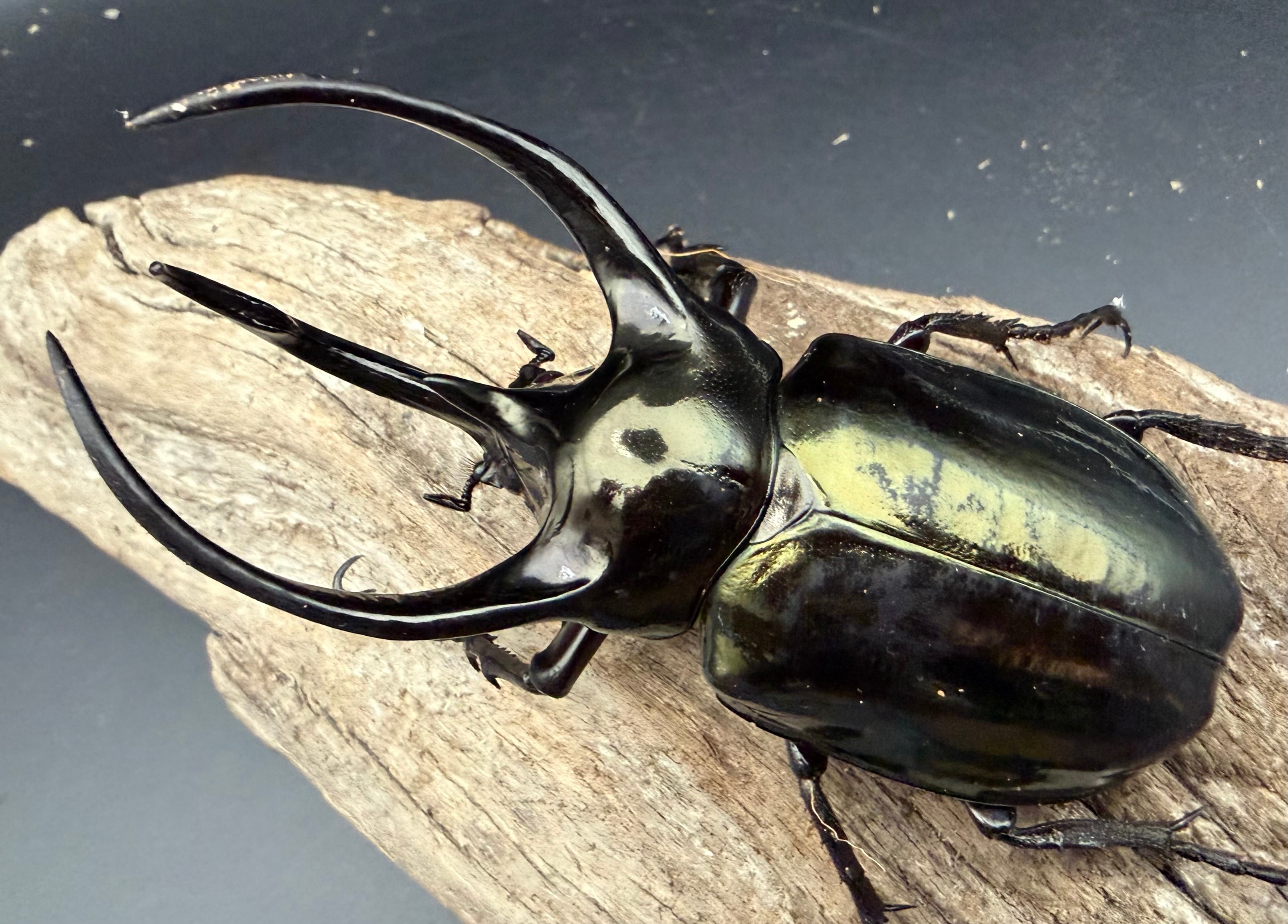 F0】《ローゼンベルグオウゴンオニクワガタ 65mm ペア》 | KPW公式