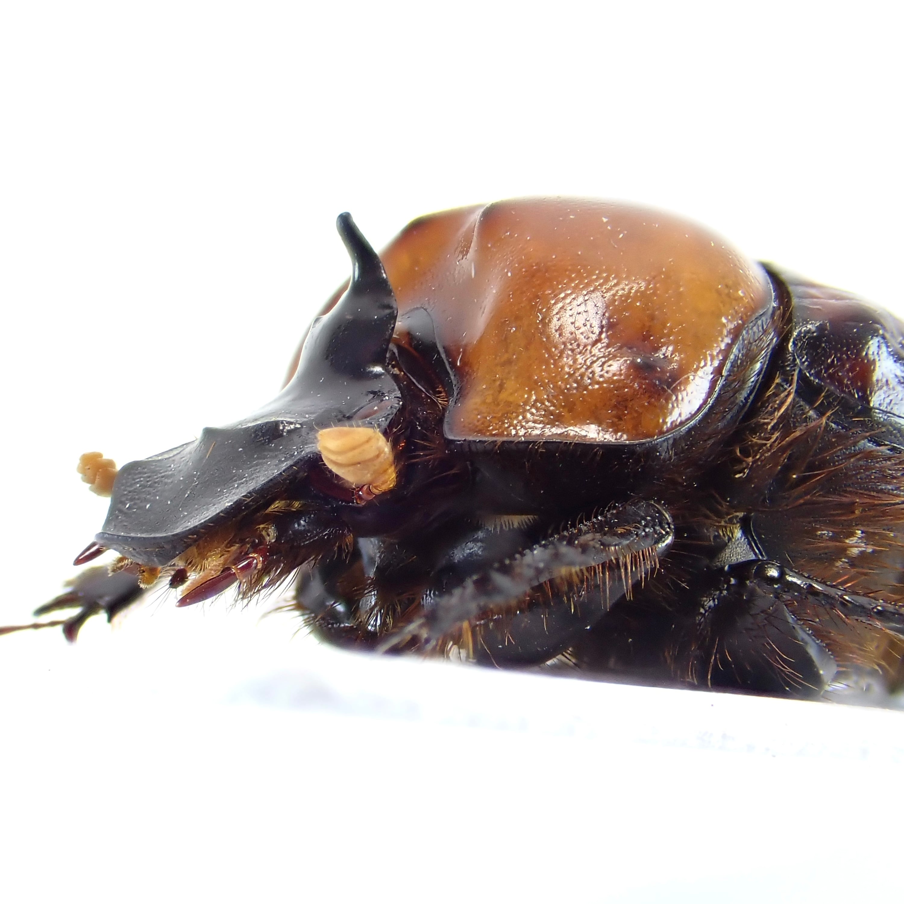 ベトナム産 Onthophagus rubricollis ♂ 17mm | 昆虫標本 Diggers