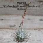 【reserved】フックシーフックシー〔エアプランツ〕現品発送T0725