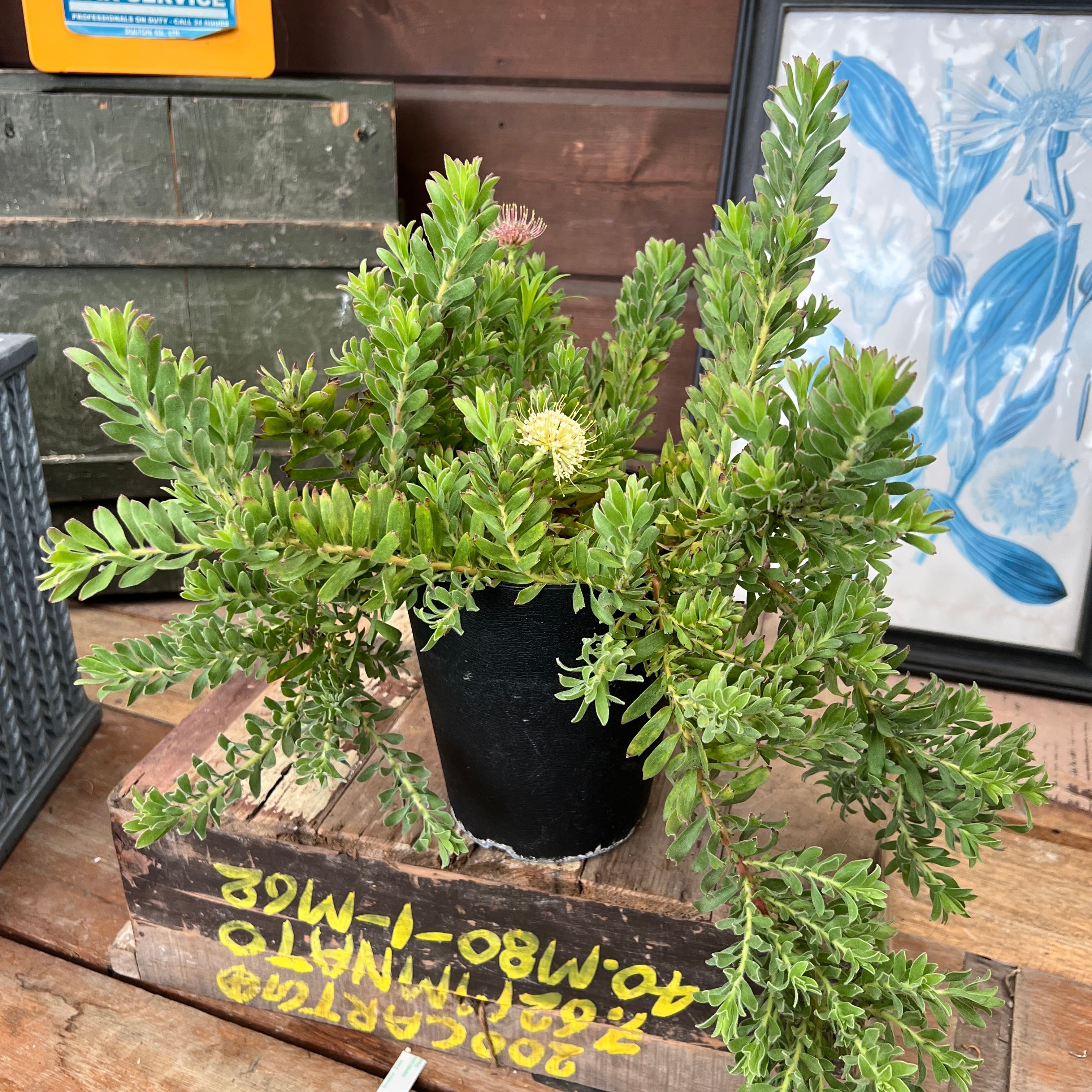 プロテア クリームミンク① | 沼ノ上農園