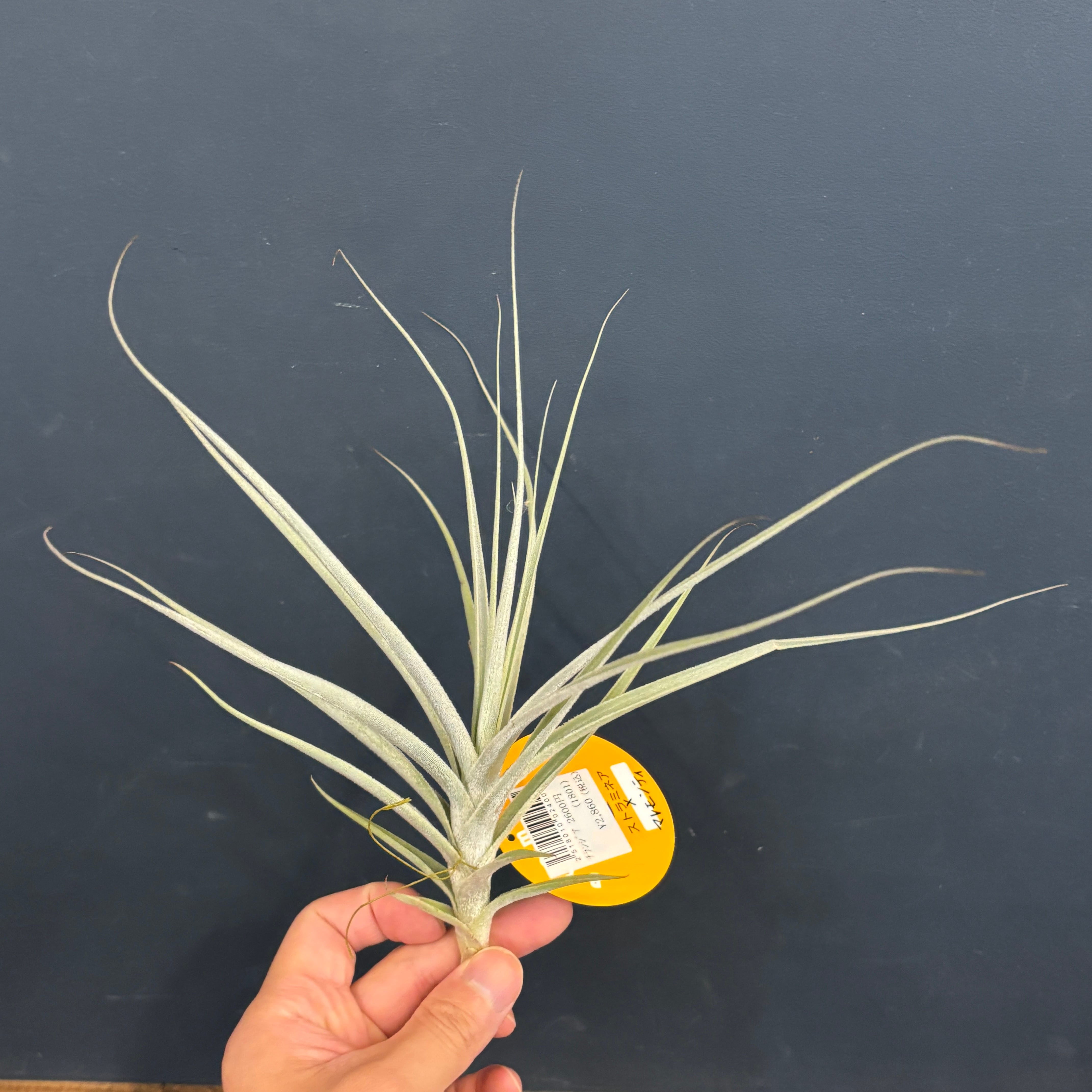 チランジア ストラミネア × マレモンティ【589】