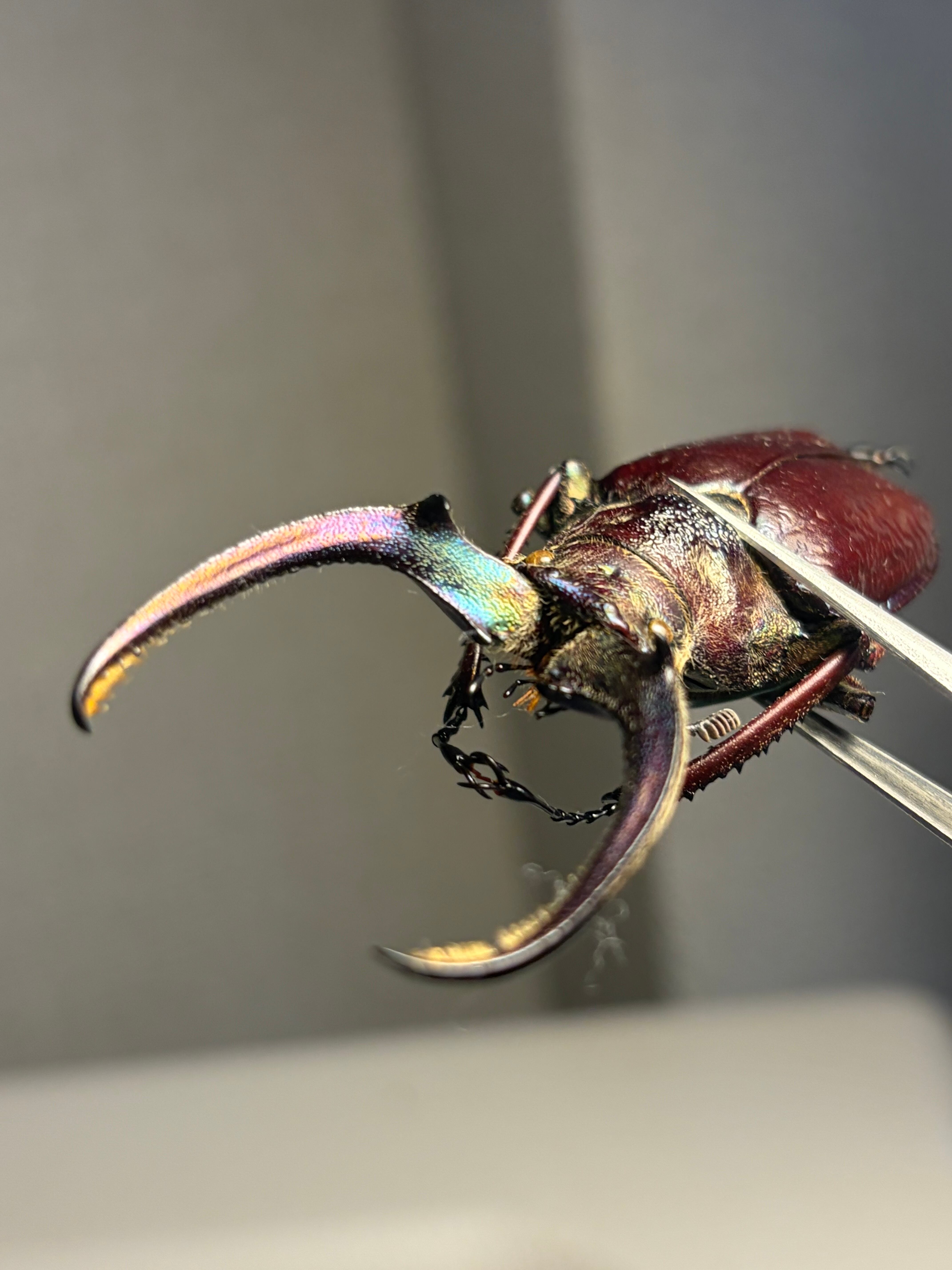 顎MAZIORA】ギガンテウスシワバネクワガタ 昆虫標本 チリクワガタ