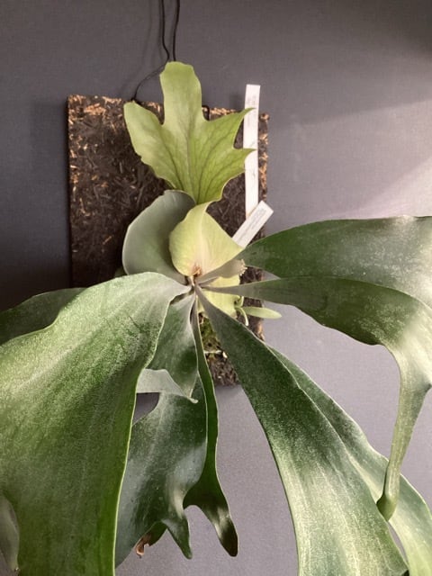 着生植物 | hanabisou