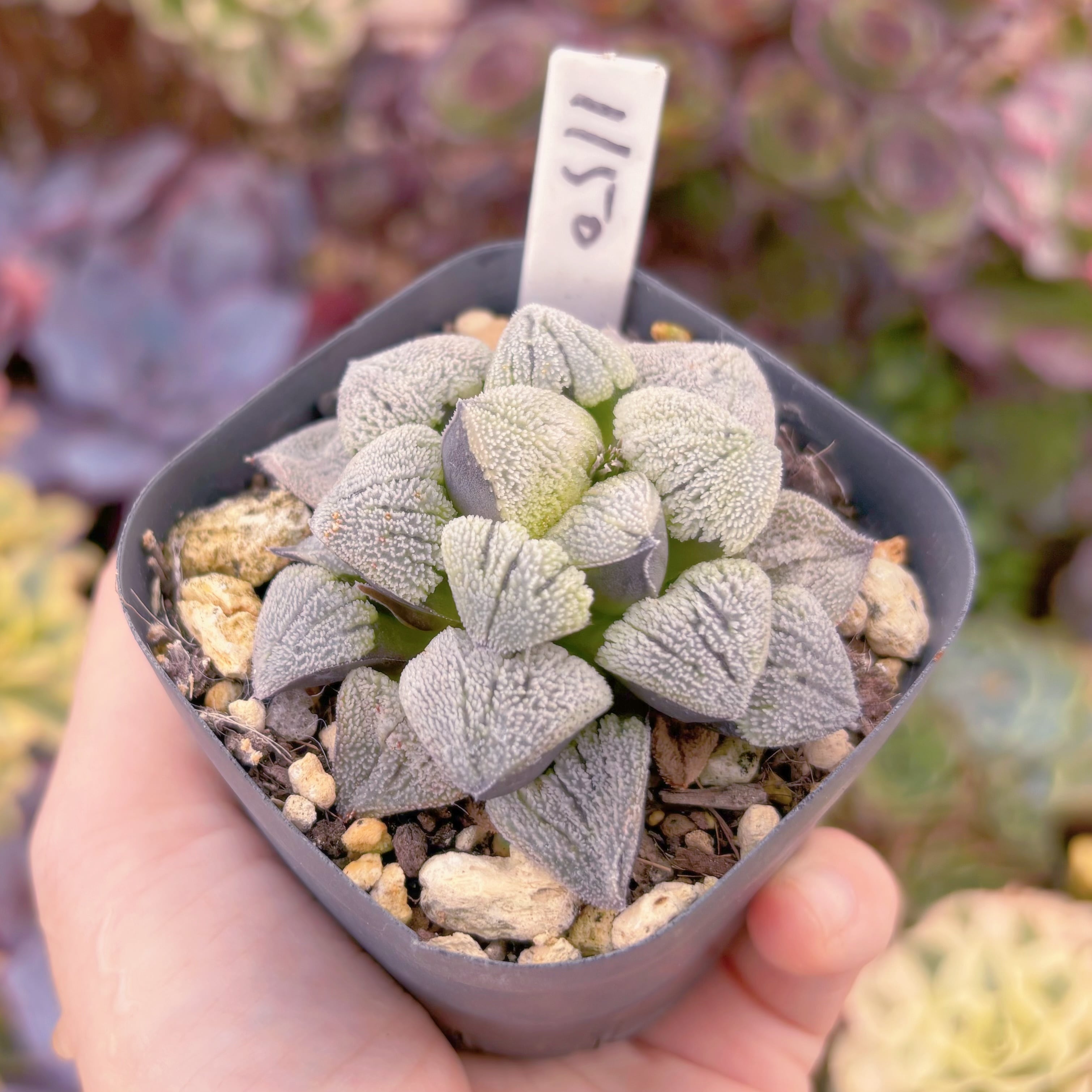 現品 Haworthia 雪の里#1150 古株 るる農園 | るる農園~多肉植物専門