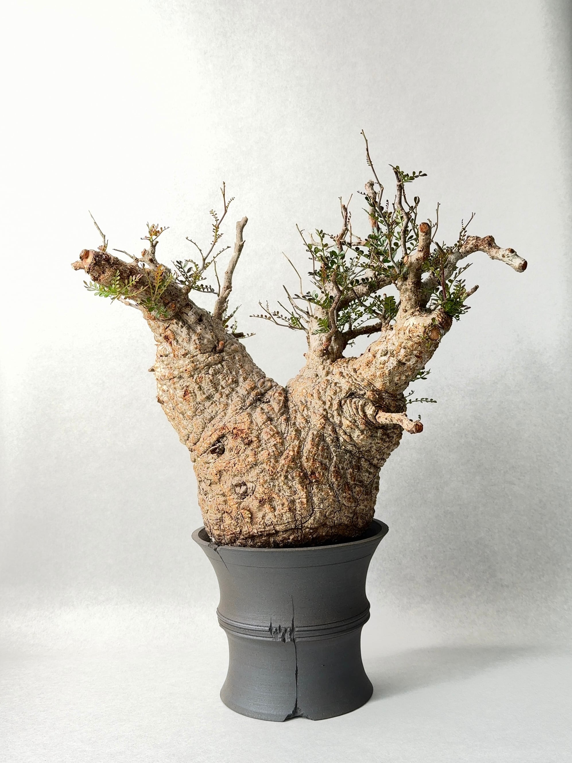 オペルクリカリア・パキプス(大株) | trigger