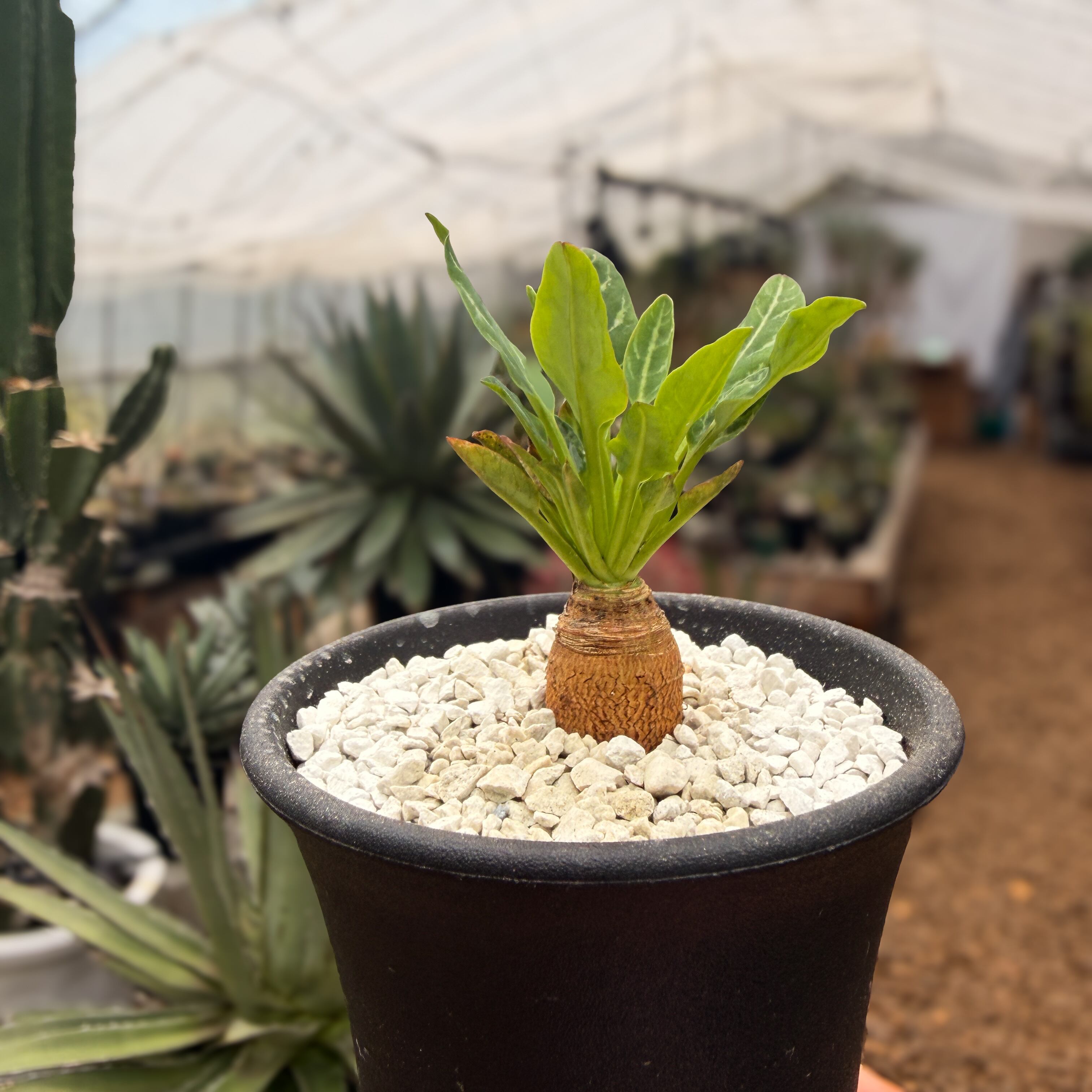 Euphorbia spannringii【ユーフォルビア・スパンリンギー・実生