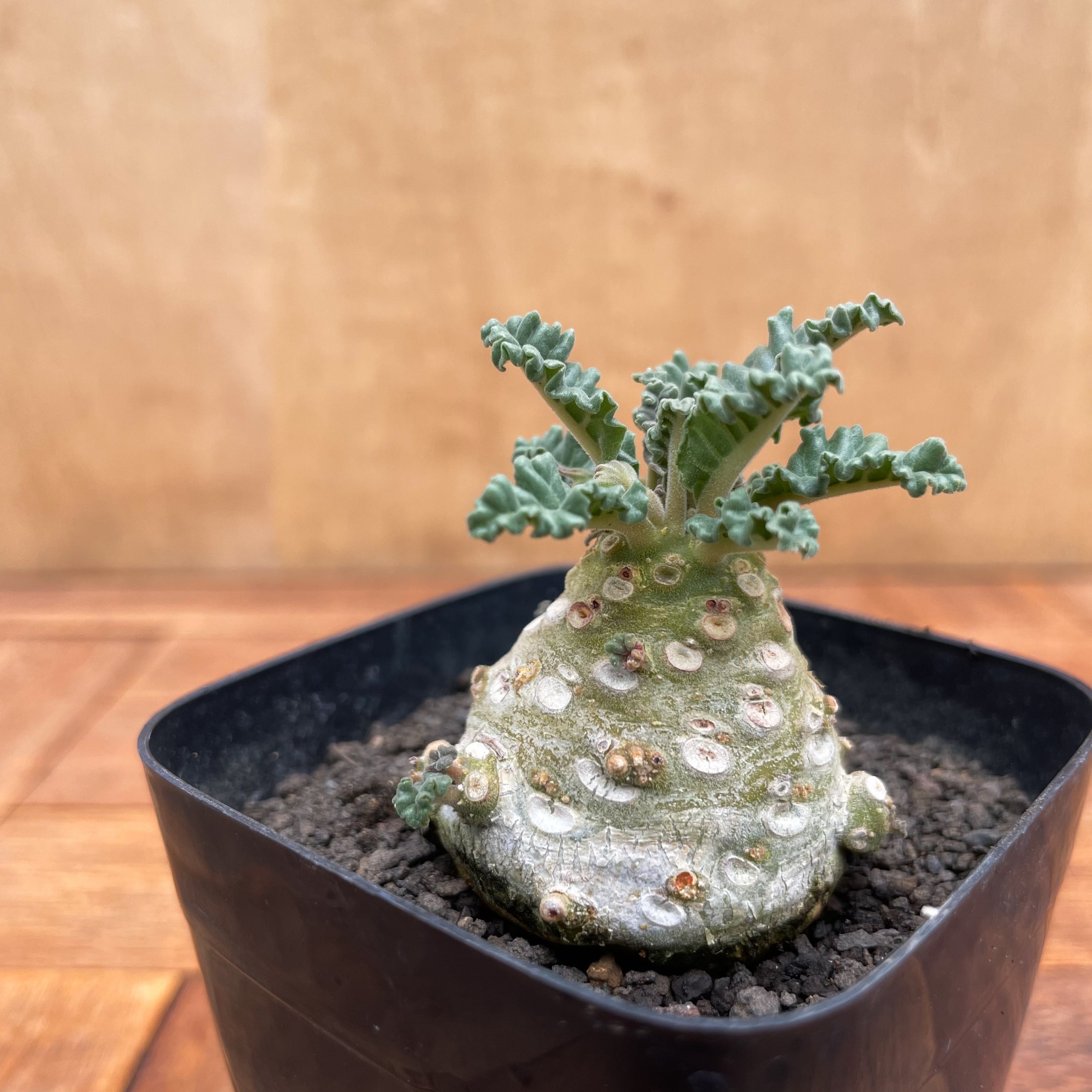 Dorstenia lavrani【ドルステニア・ラブラニー・実生】 | RIMO'S GREEN