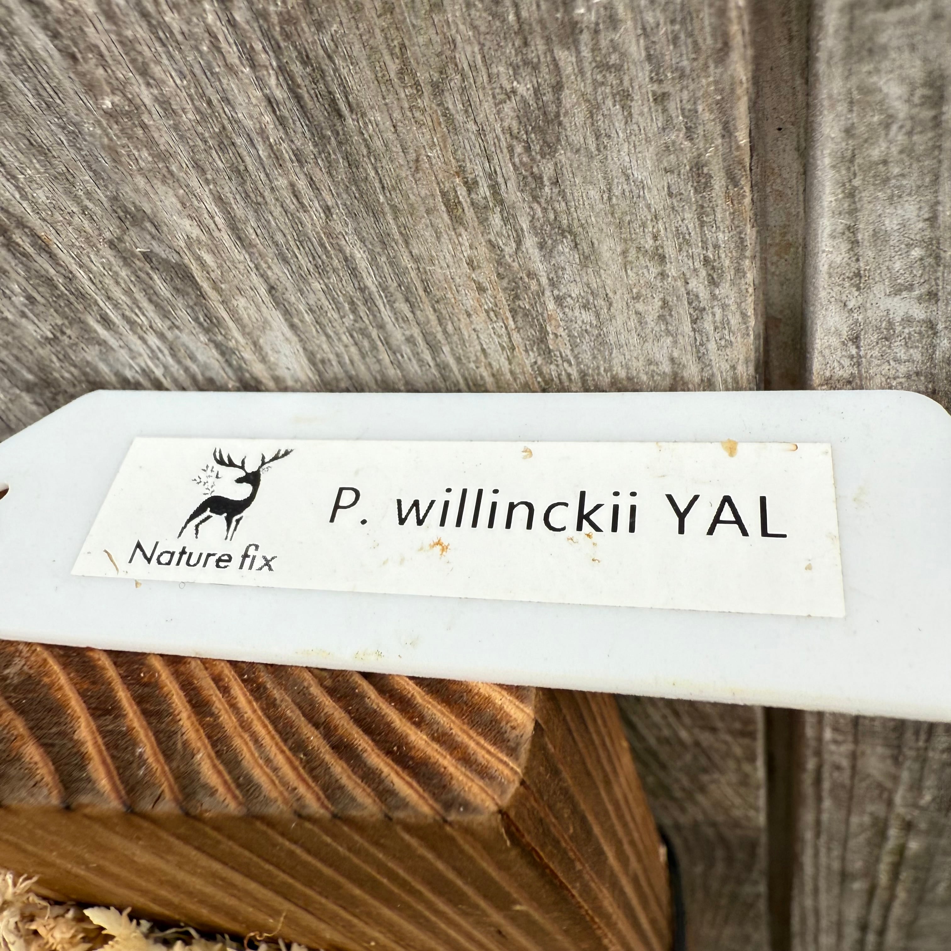 P. willinckii YAL (Mix Sporeling) | naturefix