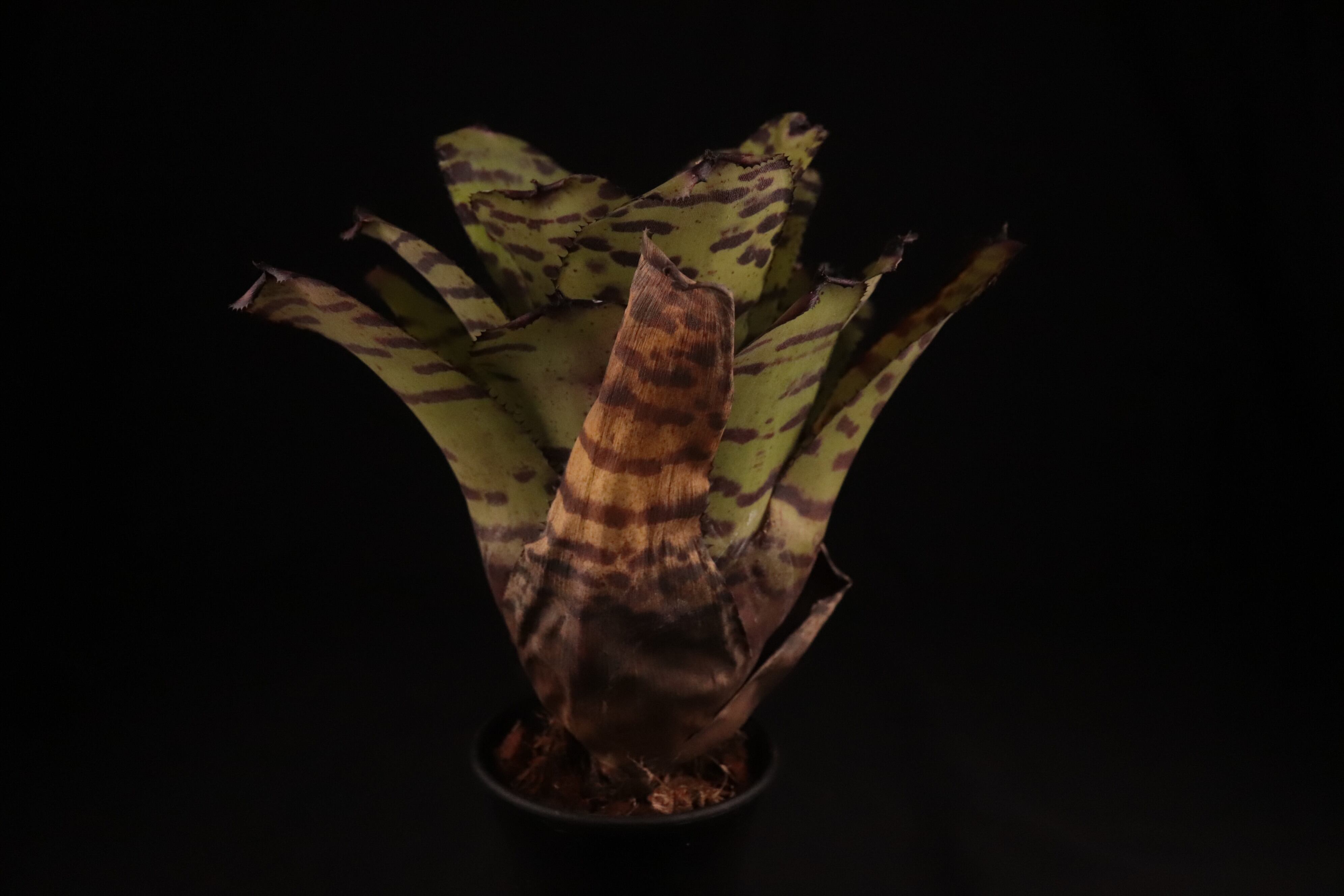 送料無料】Neoregelia 'Norman Bates' x 'Blushing Tiger