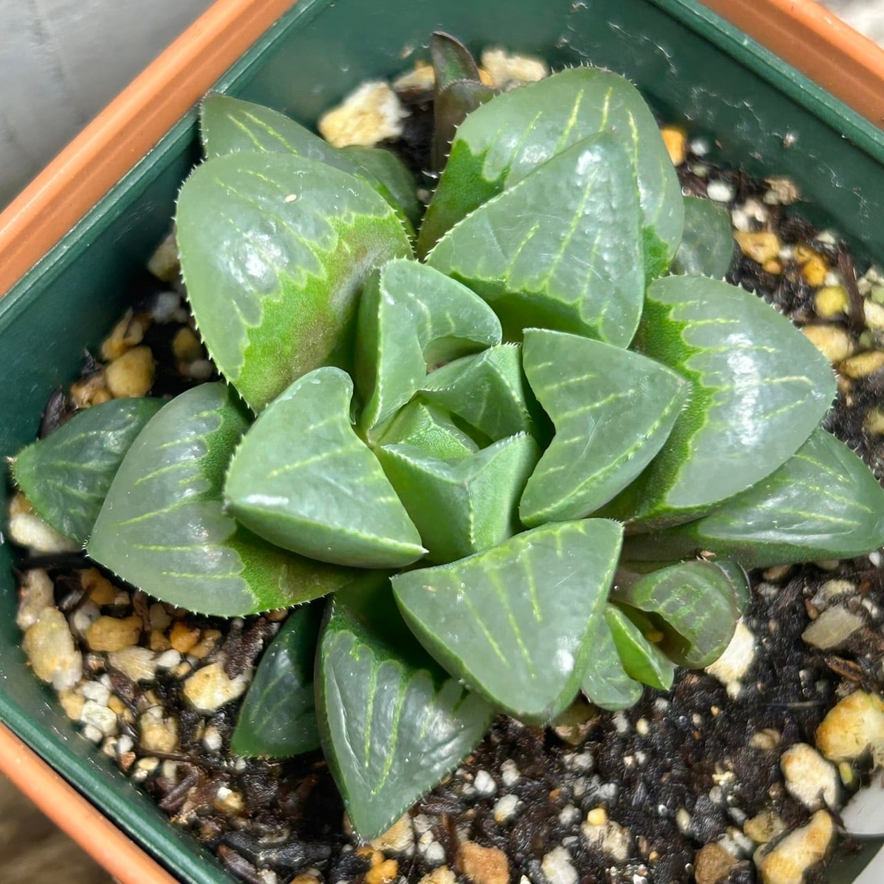 【レア苗新作！新入荷】ハオルチア　韓国苗　バタフライ大苗　多肉植物 楽天市場】【当店農場生産】多肉植物 ハオルチア レツーサ 7.5センチ