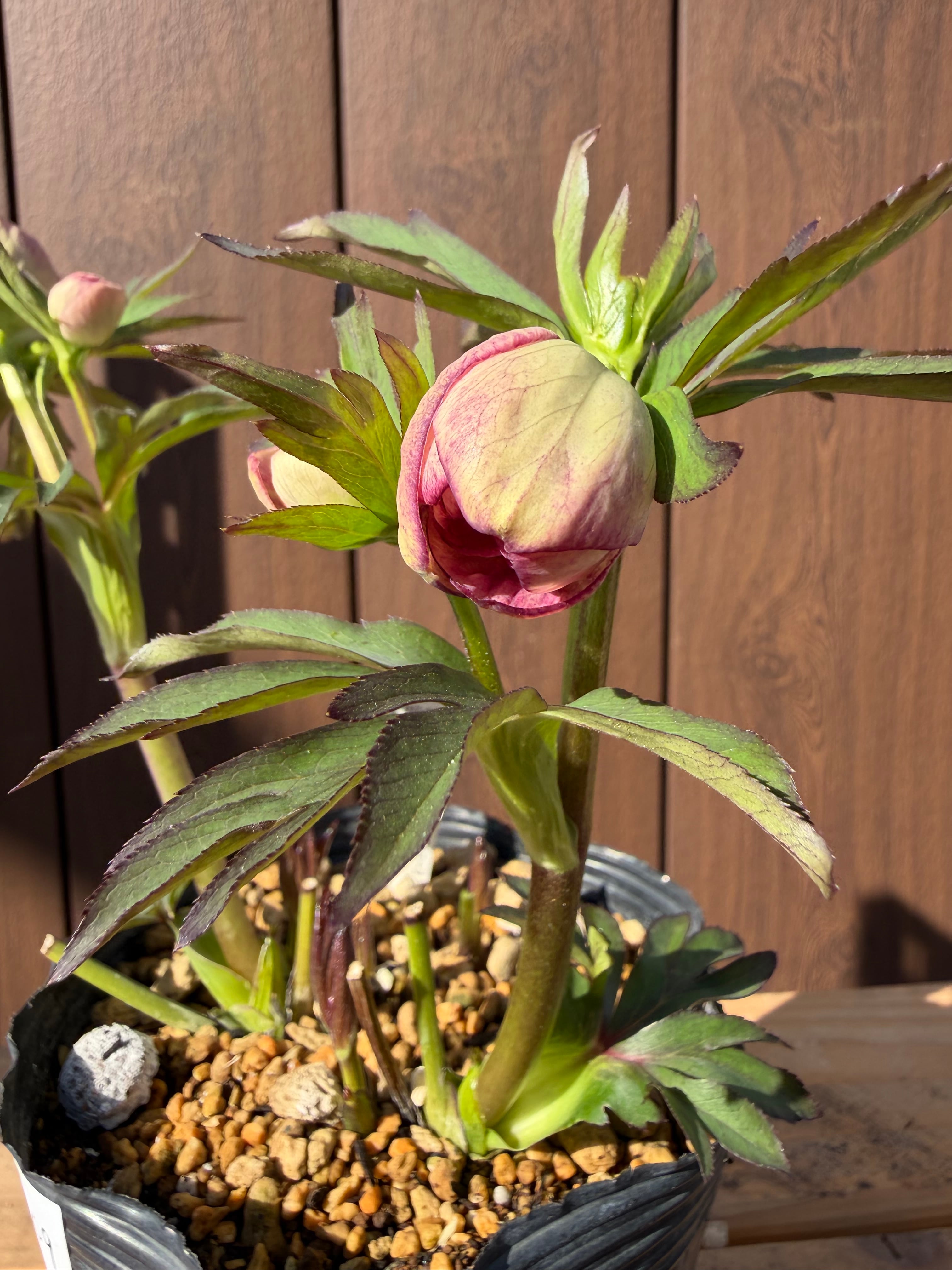 イエロープリマ系微フレグランス 加藤農園 クリスマスローズ【Ka109