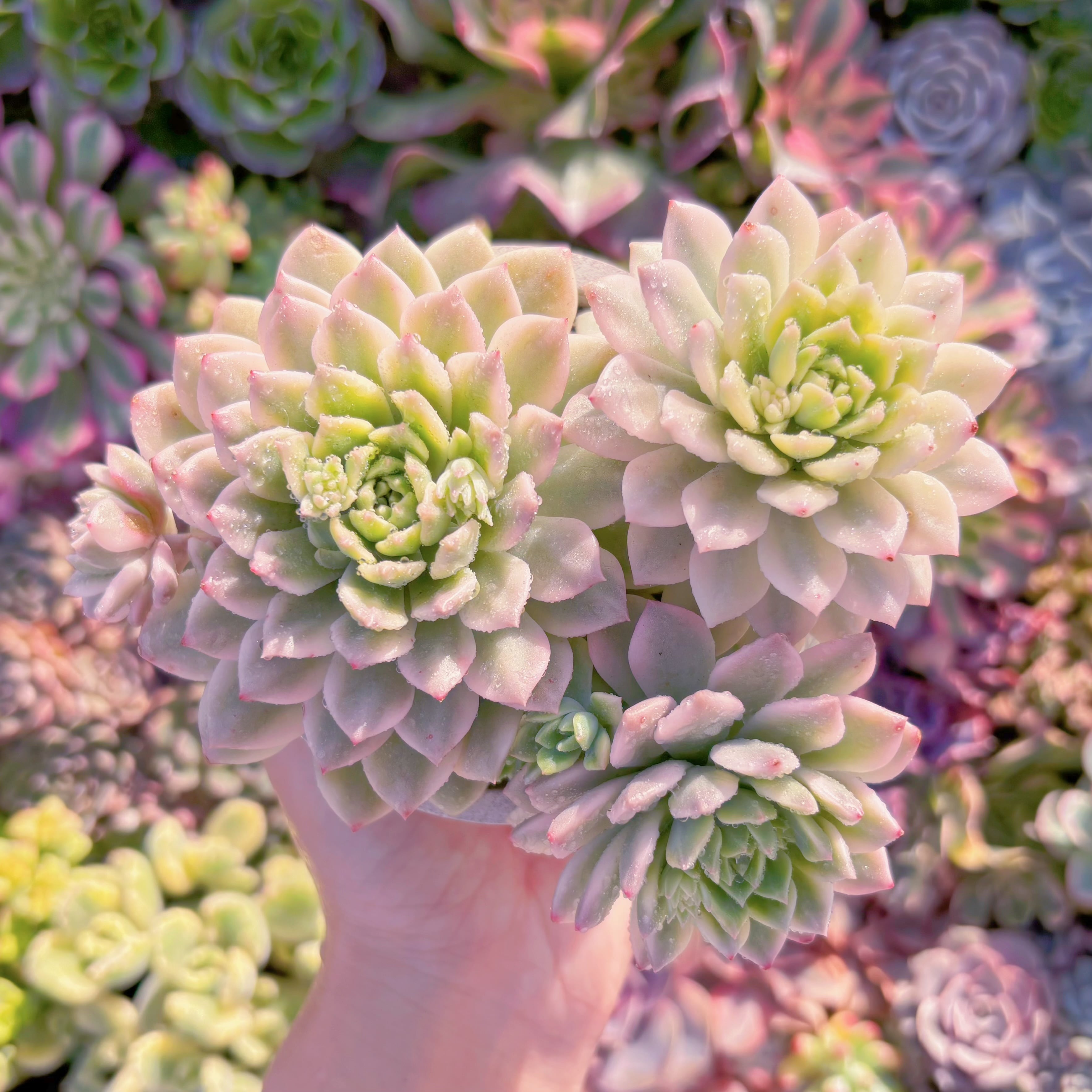 現品　マッコス錦#M215　大群生　るる農園