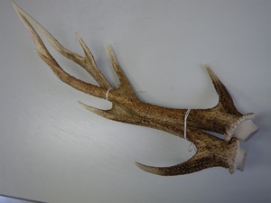 鹿の角２本　45～50cm