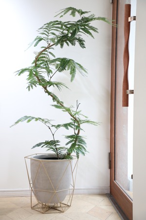 【渋谷区周辺エリア/配送料無料】【145cm】エバーフレッシュ曲げ木/Pithecellobium confertum ever fresh ※陶器鉢カバー別売り