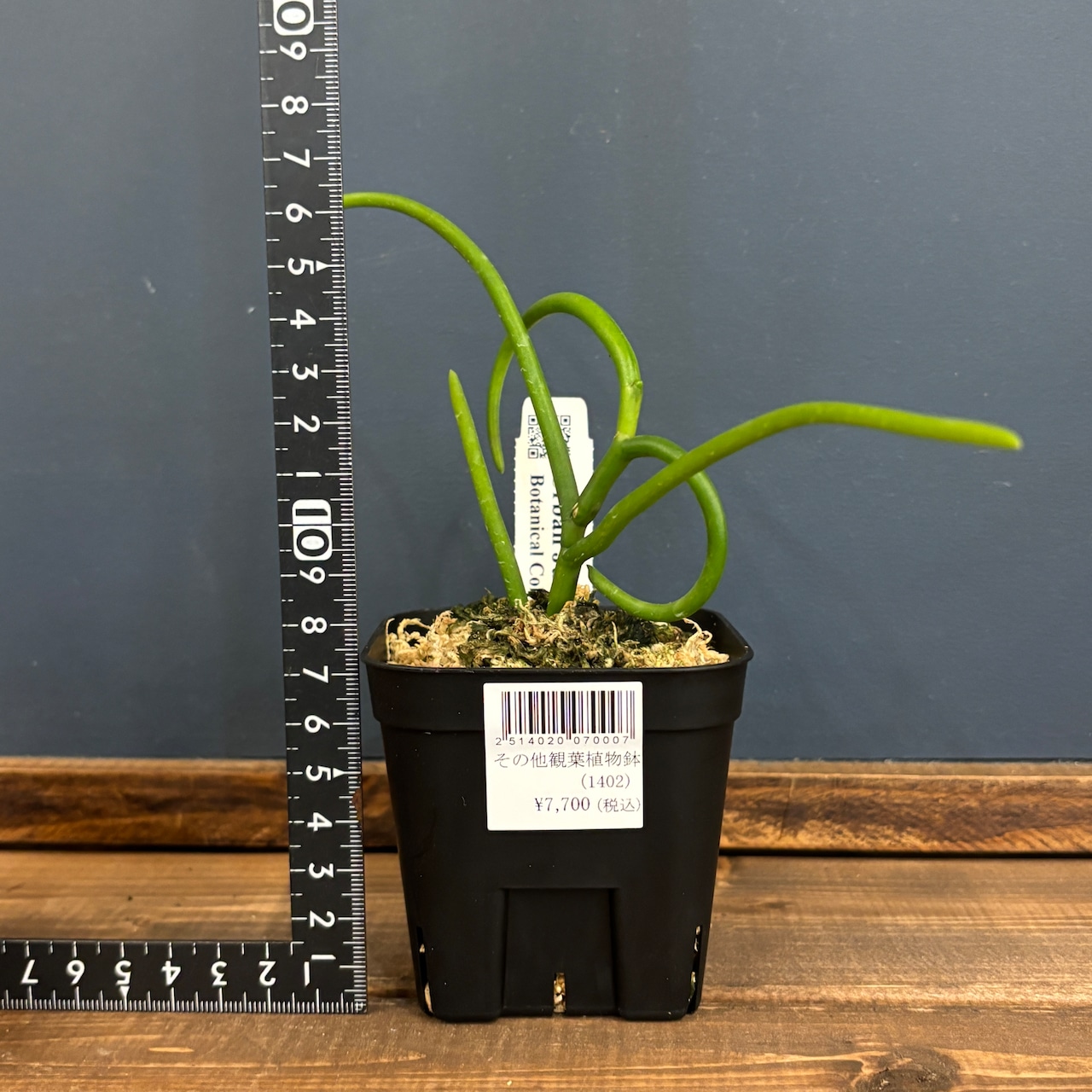 パピリオナンセ テレス オリンピックリング【1088】