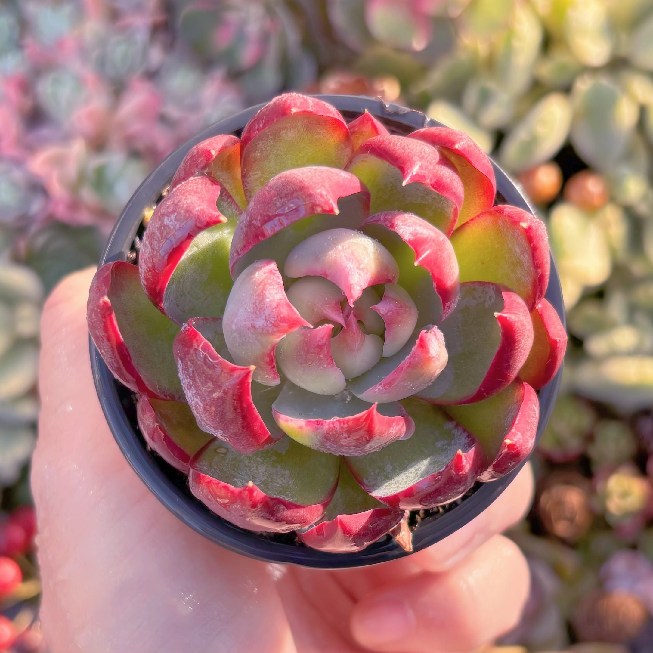 現品　カシオ#2184　るる農園