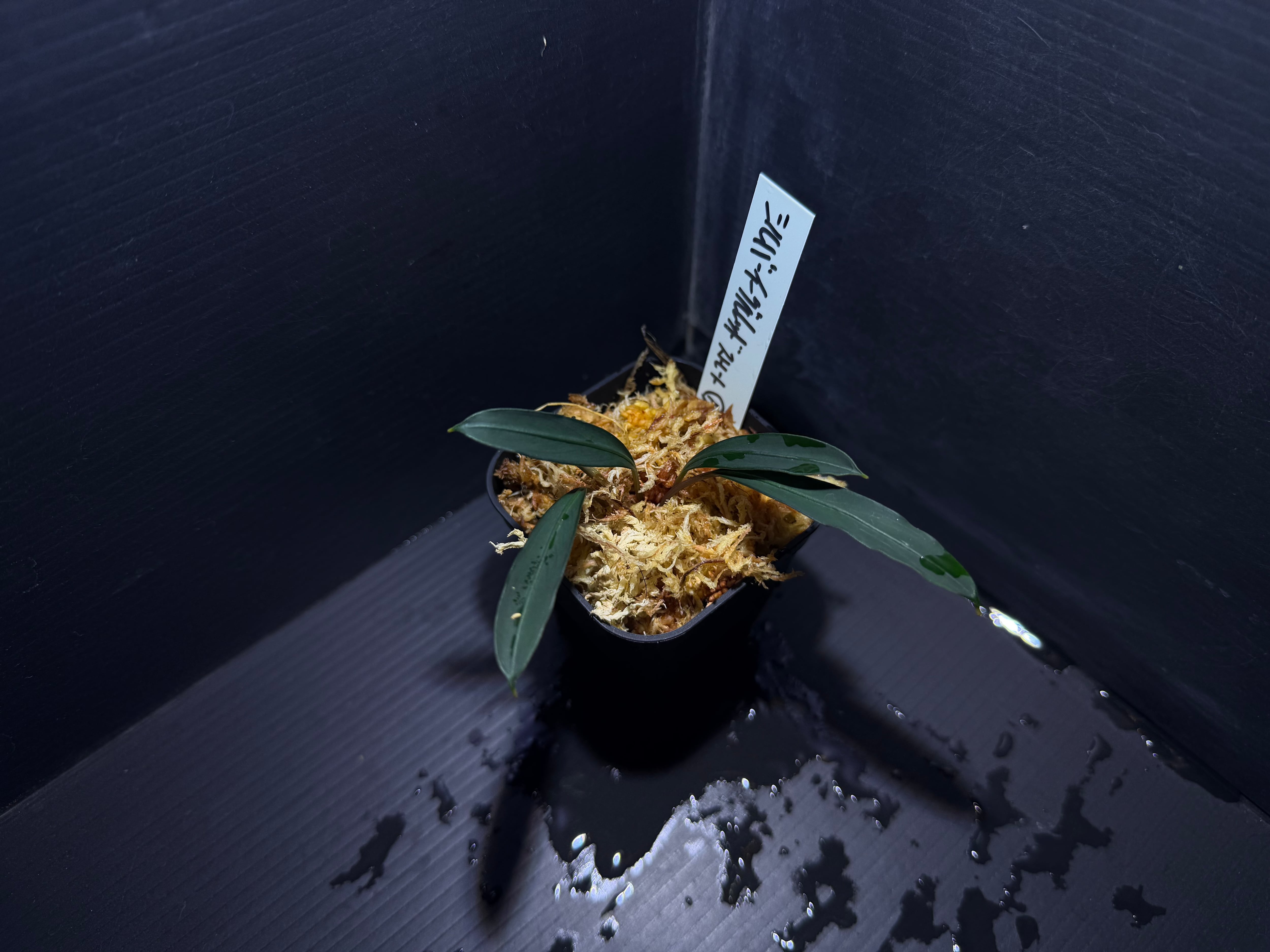 ブセファランドラ | AquaFocus