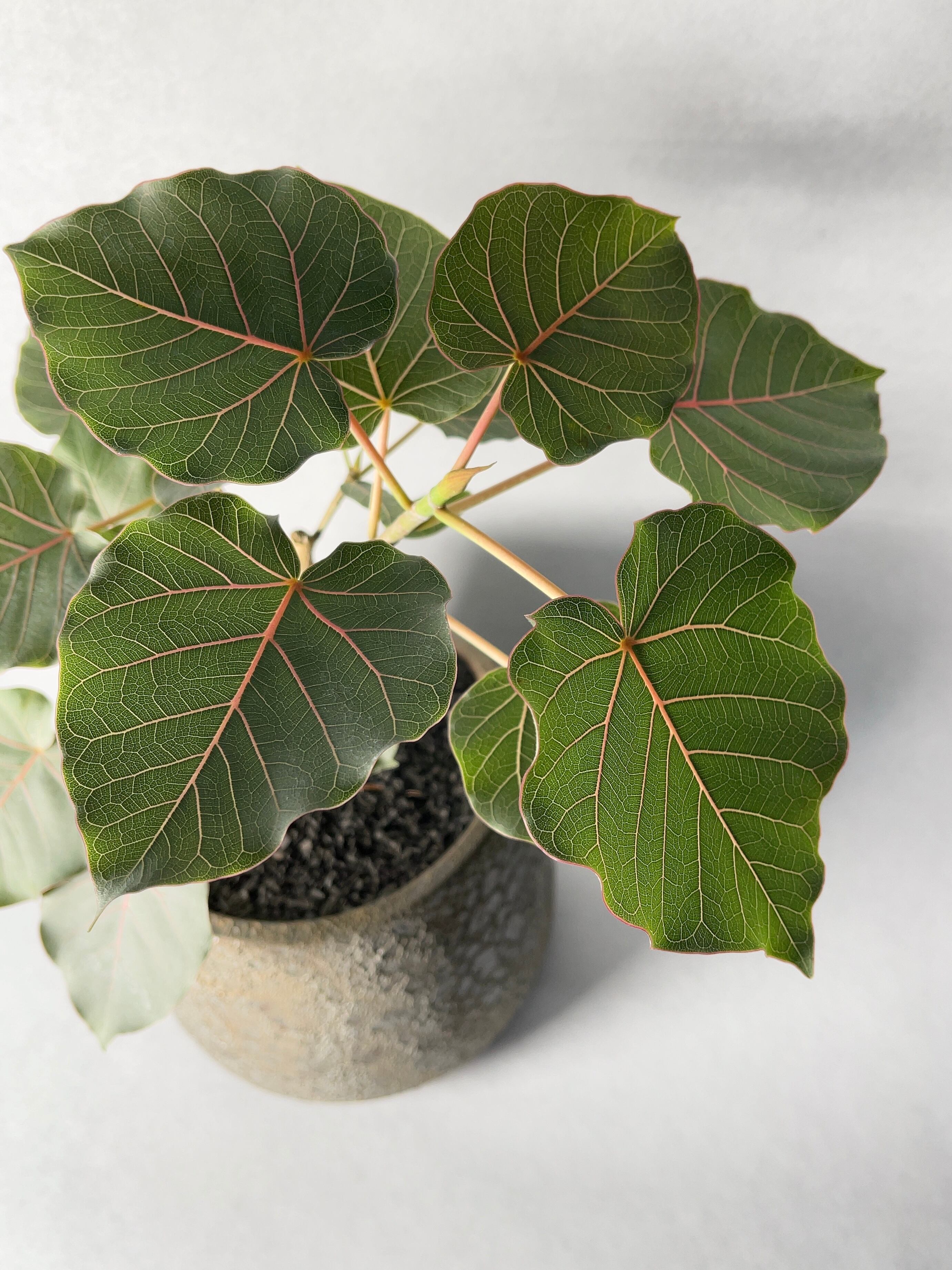 フィカス・ペティオラリス | trigger