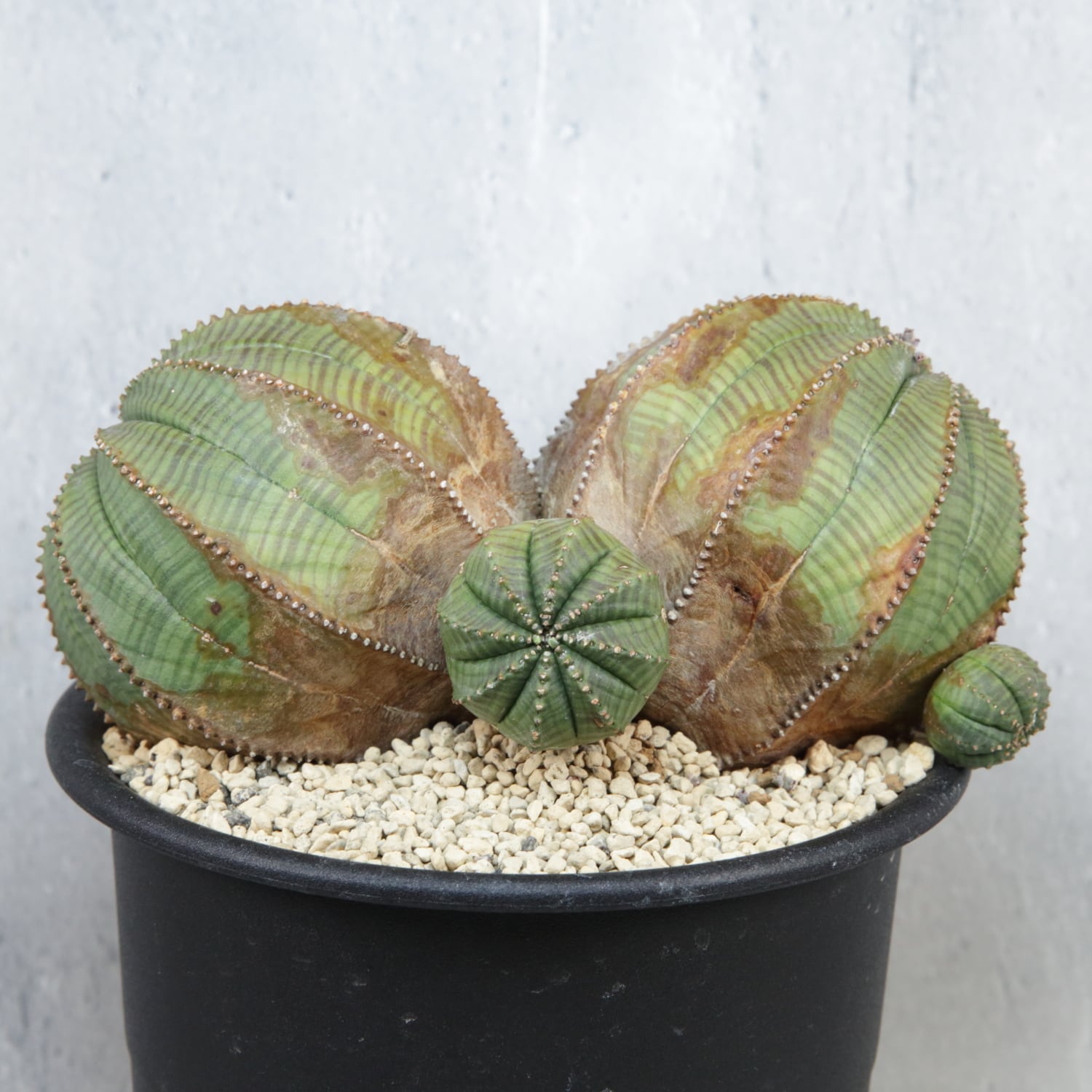 T*ス様 縦約17センチ細長オベサ 4号に植えての発送となります 超厳選株】ヴィンテージ 超大株 最大幅 約17cm ダブルヘッド 仔吹き