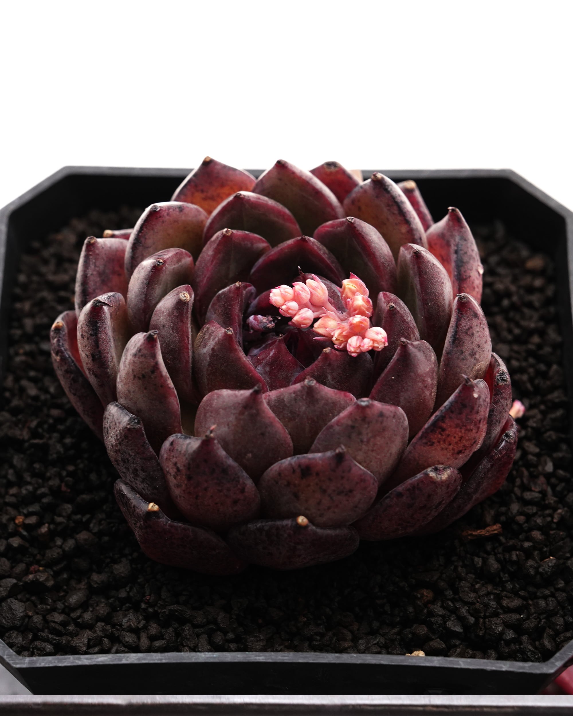 抜き苗 ハオルチア 水中月錦 ミックス斑 ミニ株 Haworthia 'Shui Zhong