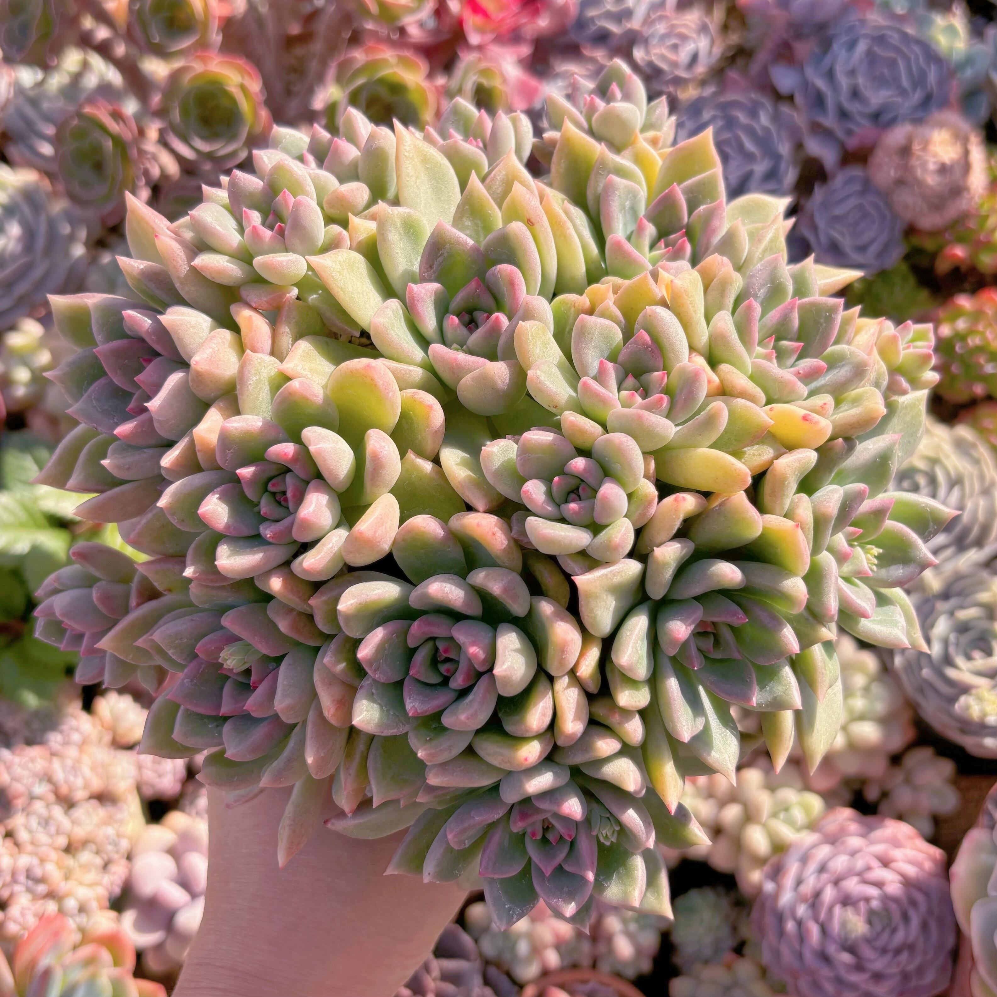 現物　アルジェ#A23   古株群生　特大　るる農園