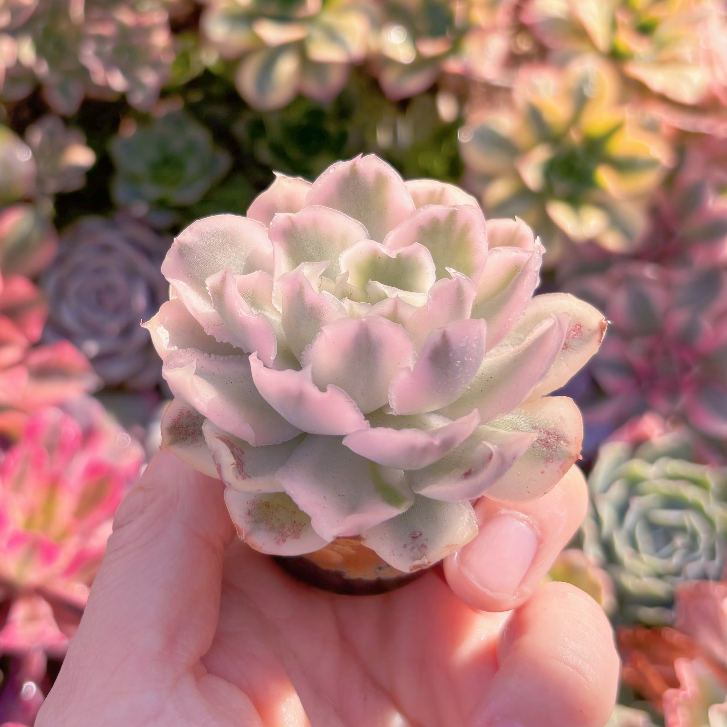 多肉植物 パープルバタフライ錦 新入荷 るる農園 | るる農園~多肉植物専門