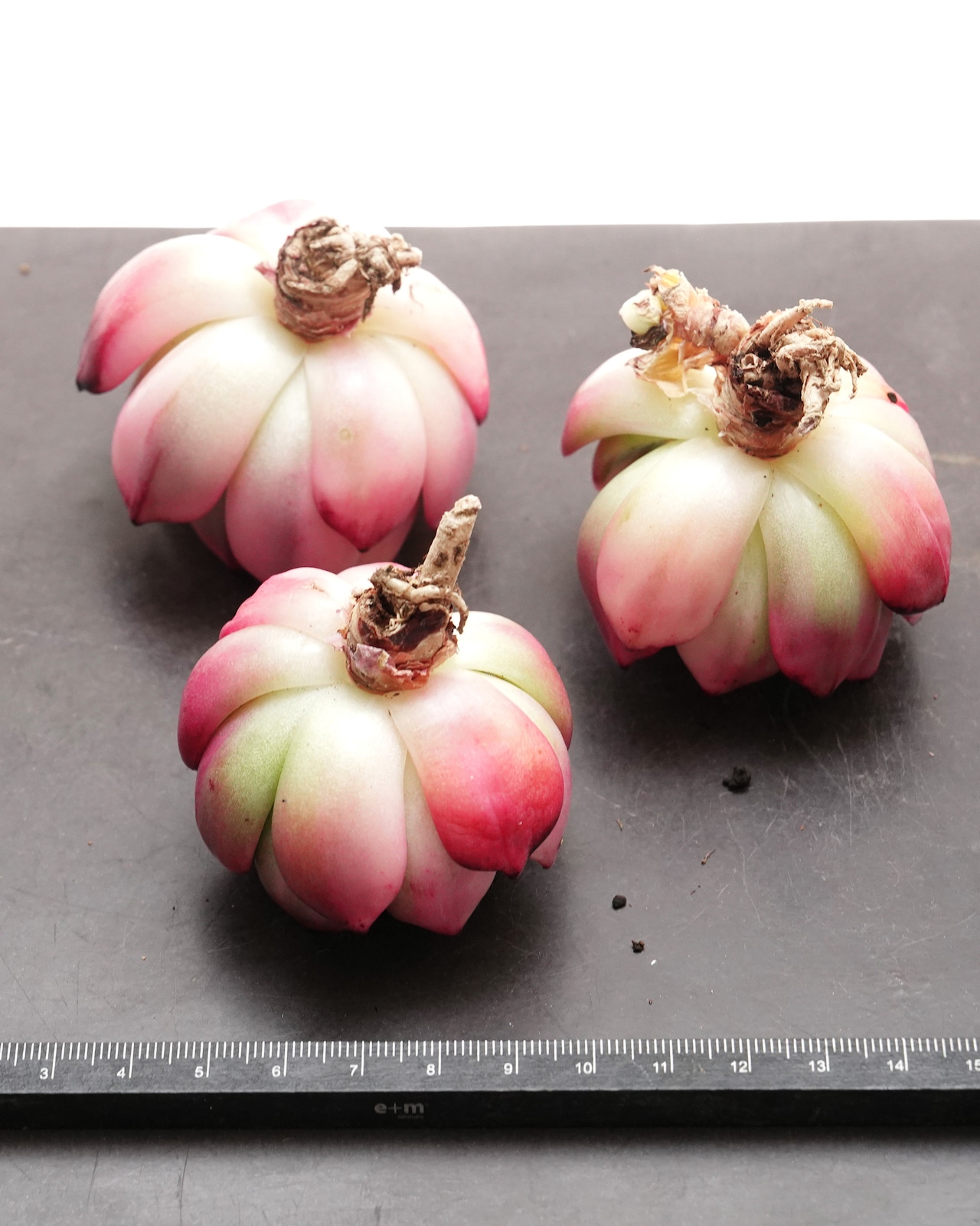 フラメンコ錦 Echeveria 'Flamenco Variegated'