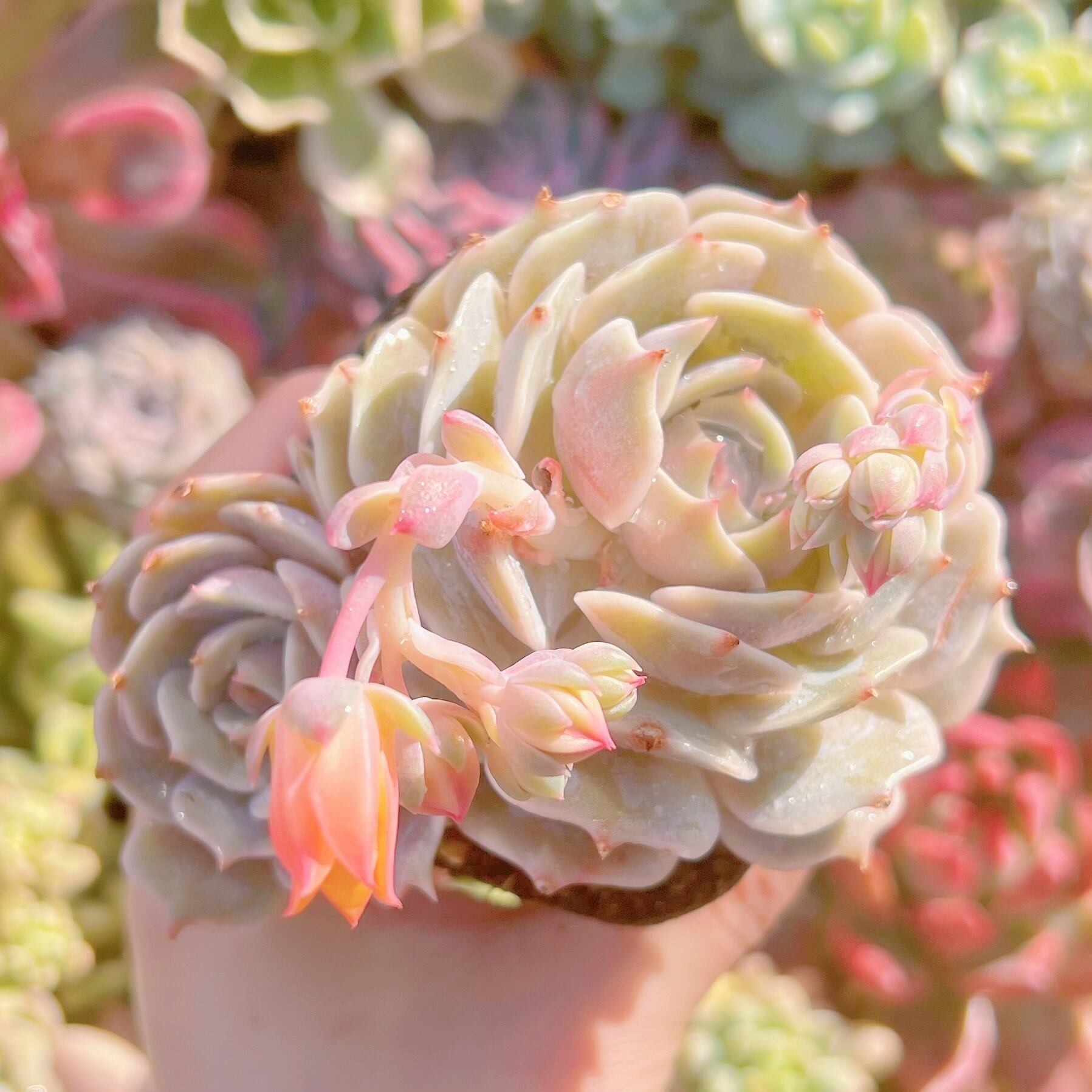 現品　ローラ　2頭群生#709　新入荷　るる農園