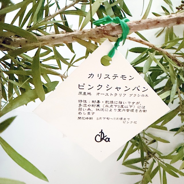 カリステモン ピンクシャンパン｜ブラシの木 観葉植物 calm cafe