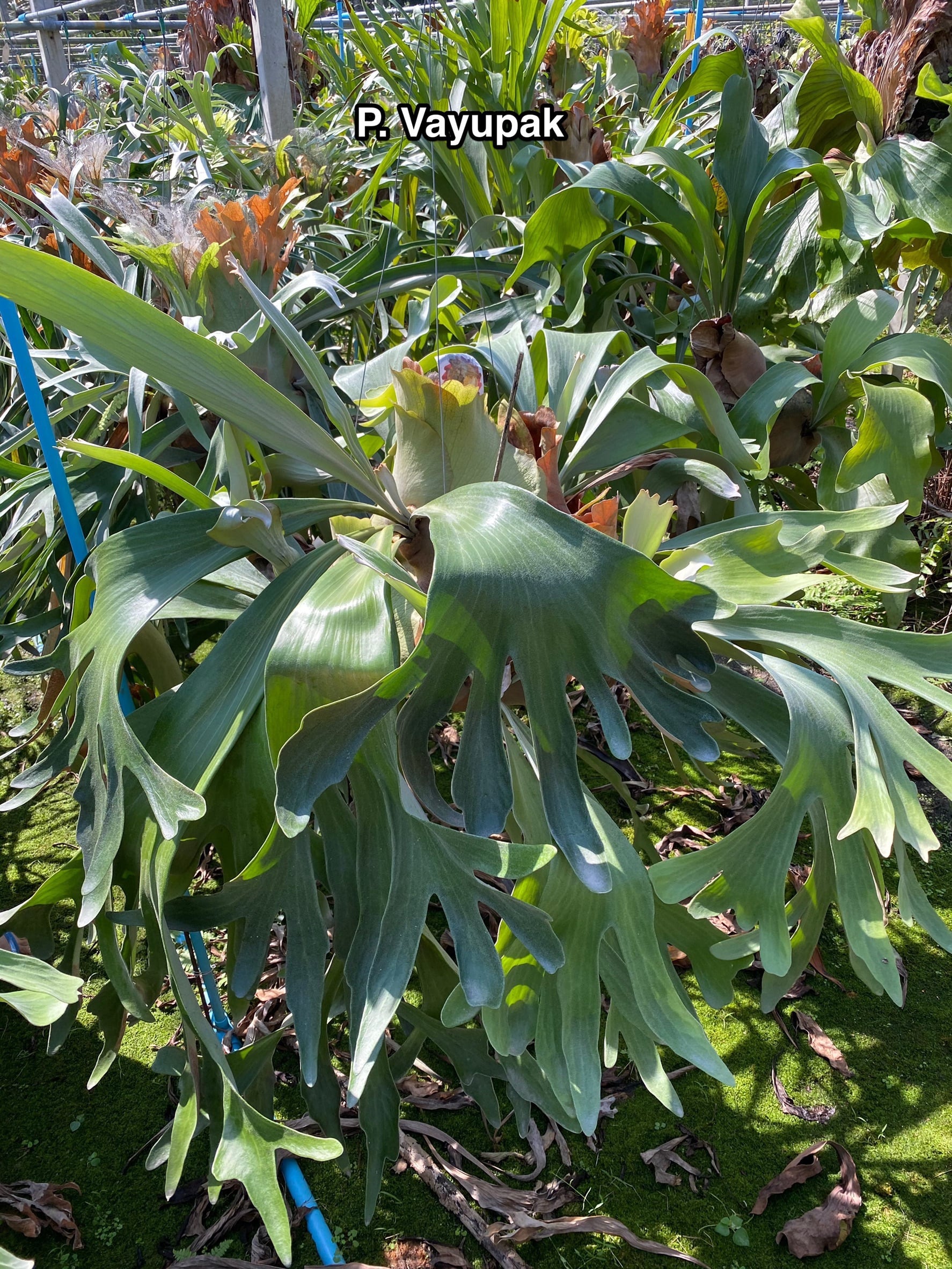 P.Vayupak 【artPLANTs】ビカクシダ/Platycerium | artPLANTs （アート