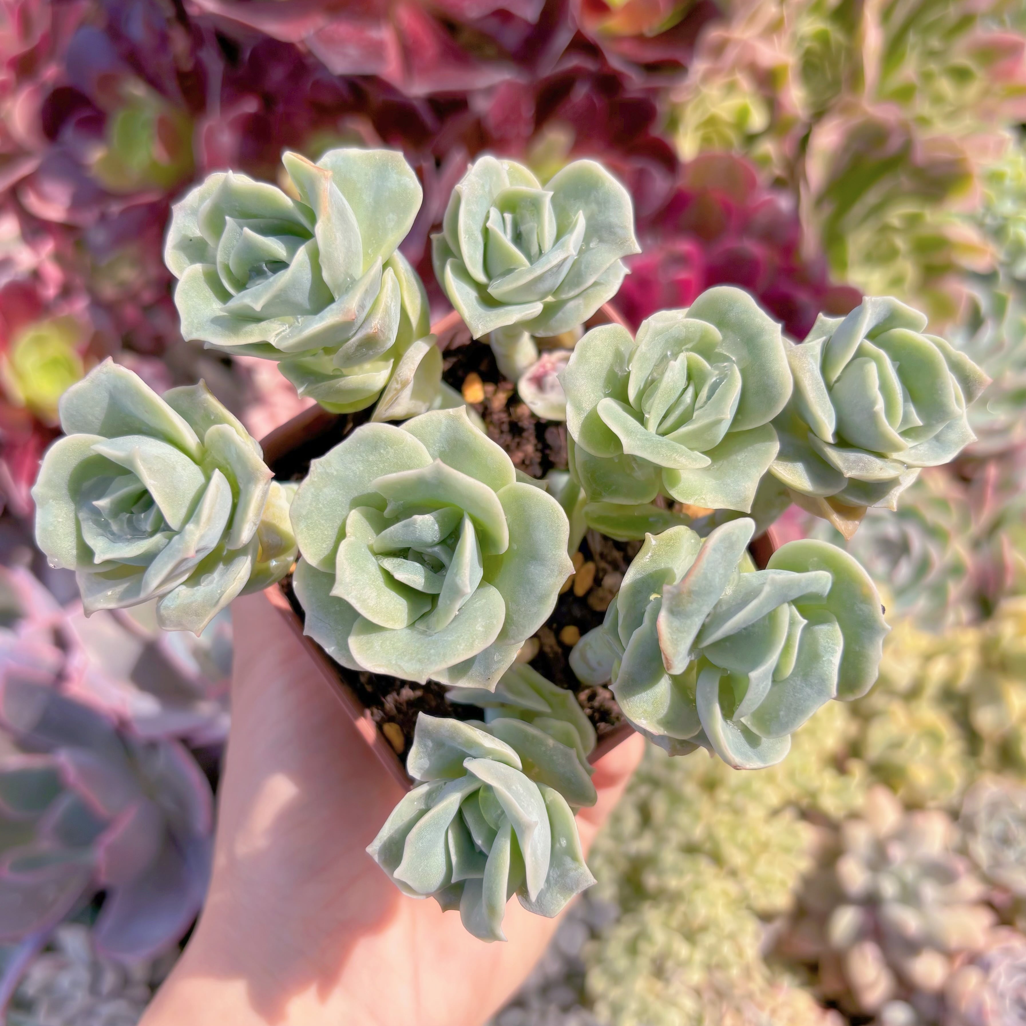 現品　ラブリーローズ#730　るる農園