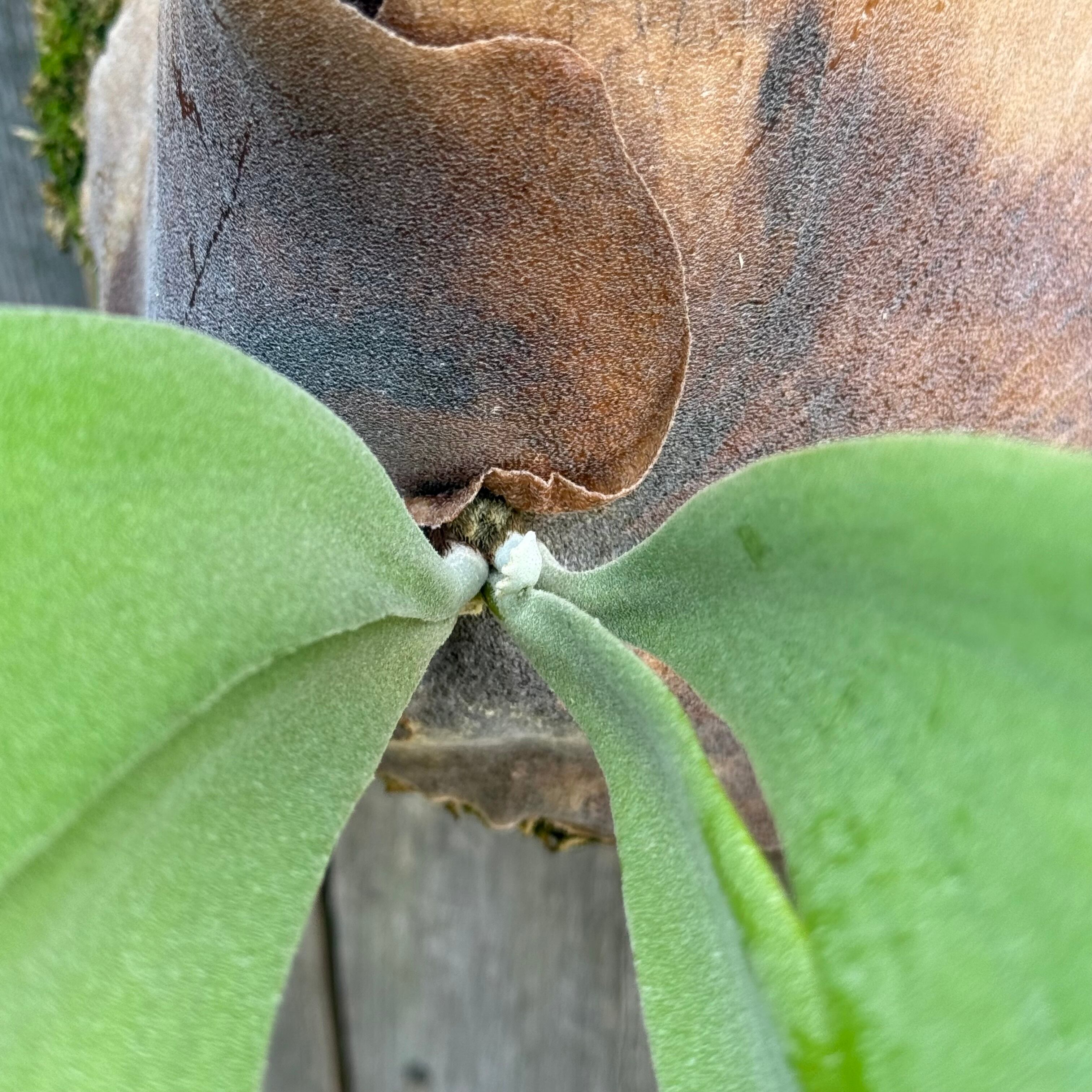 P. willinckii cv. Silvery Dwarf (pup) | naturefix