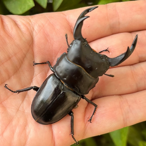 【希少産地・新成虫】京都府宇治市産オオクワガタペアF1個体(♂67mm) #6843