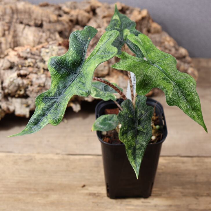 745『urban jungle アロカシア ジャックリン 斑入り』 観葉植物【送料