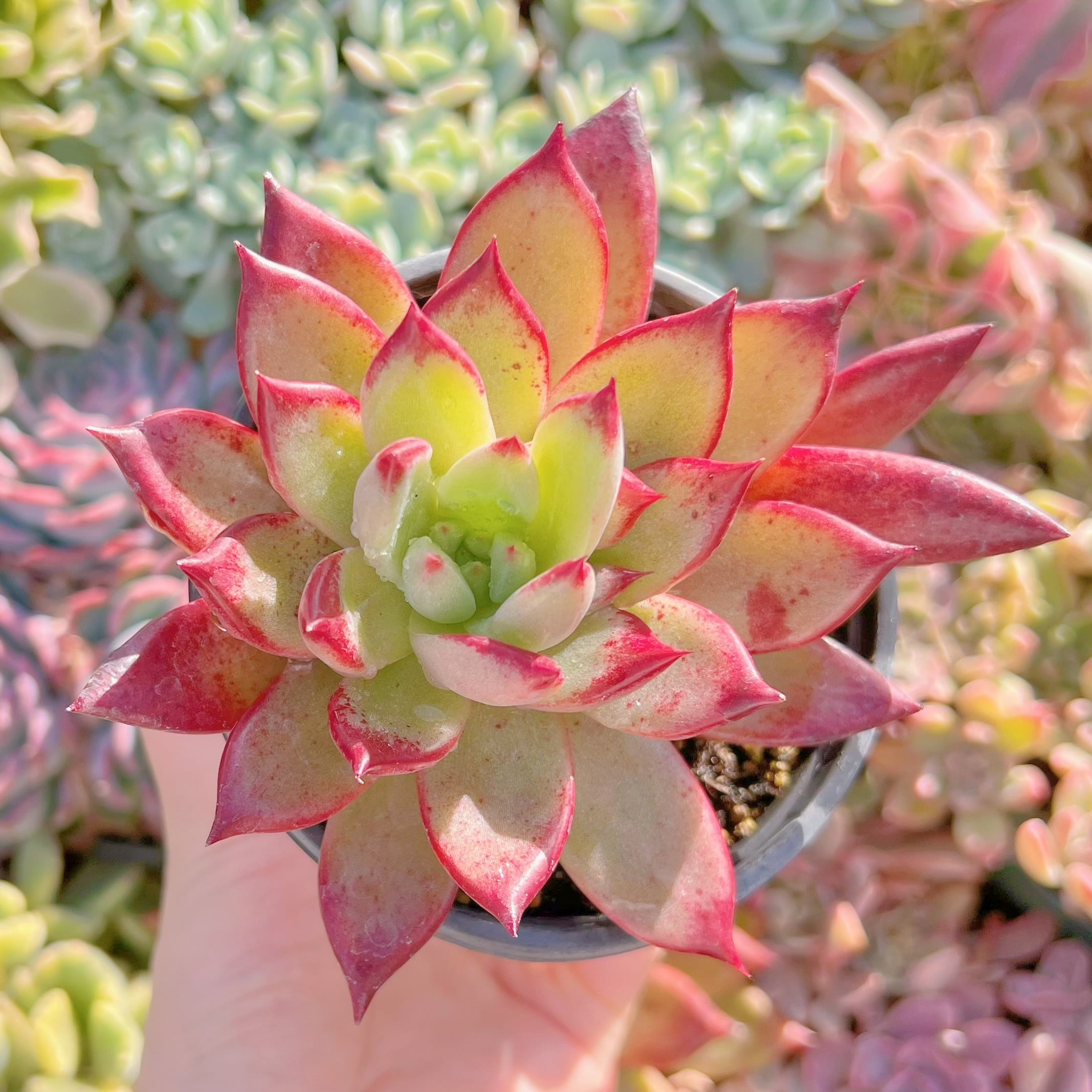 現品　プラトニック#629    古株   るる農園