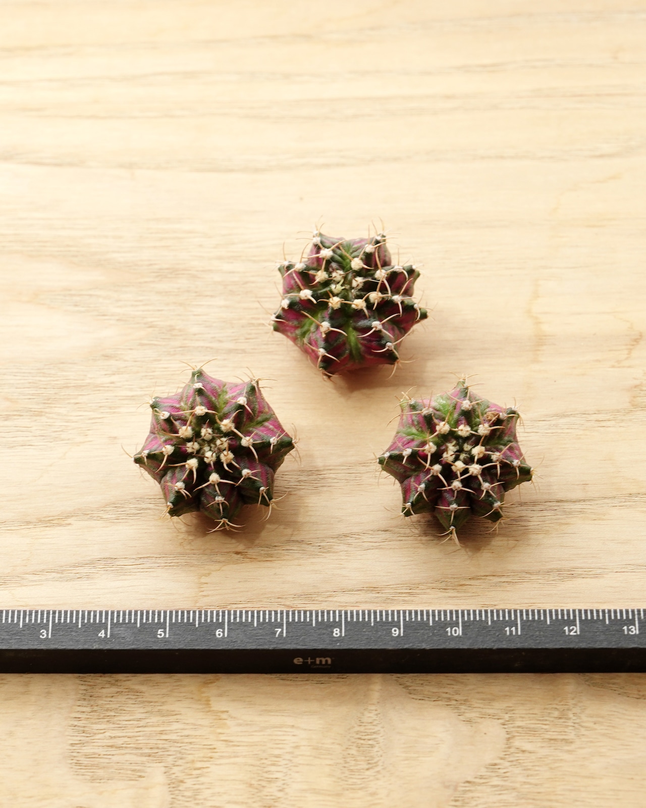 カット苗 ギムノカリキウム T-REXハイブリッド カキコミニ株 Gymnocalycium 'T-rex Hybrid'