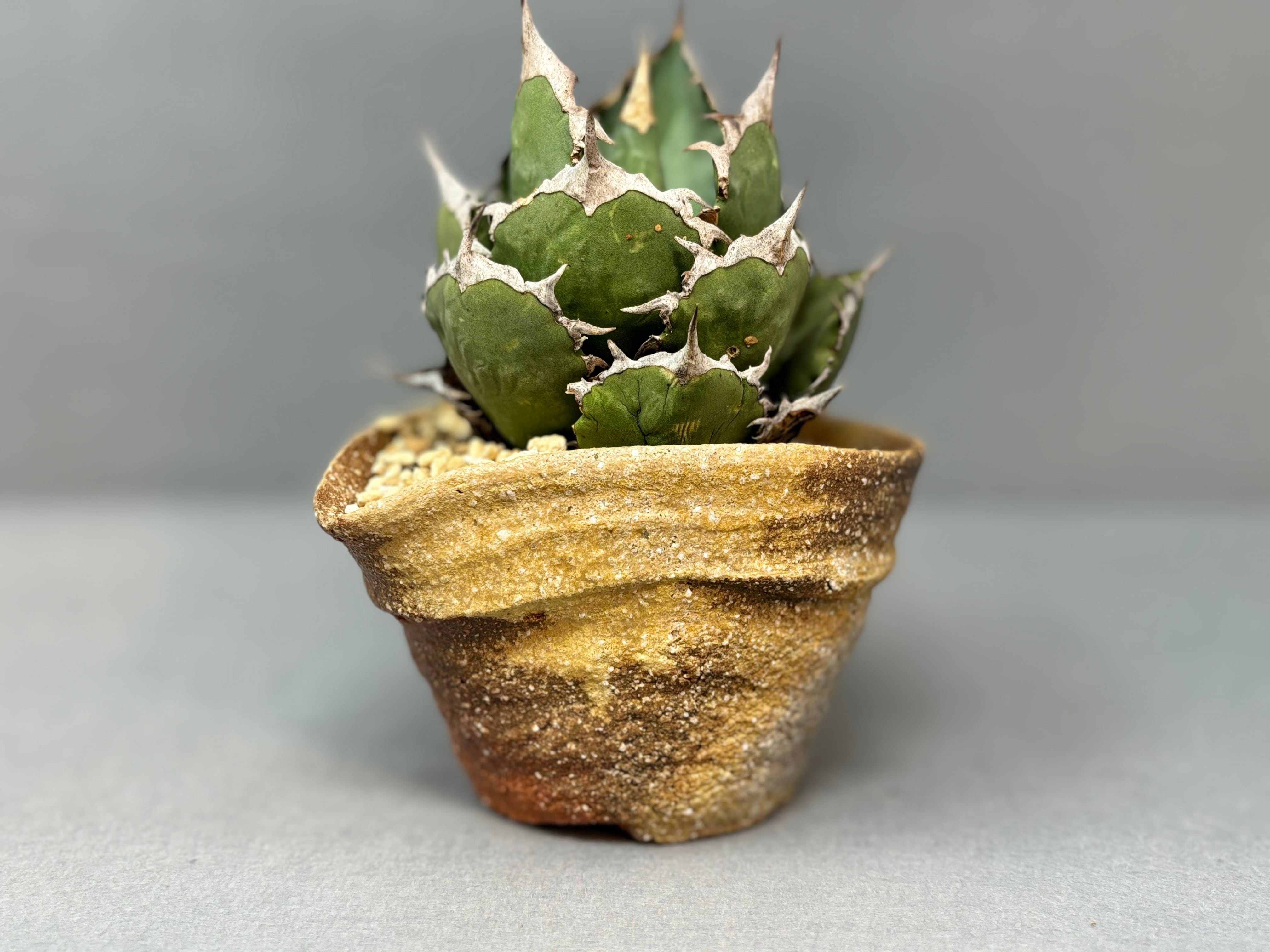 京焼 金彩三島 変わり鉢 4個セット (15cm×12cm)高さ7cm 京焼 金彩三島 変わり鉢 4個セット (15cm×12cm)高さ7cm