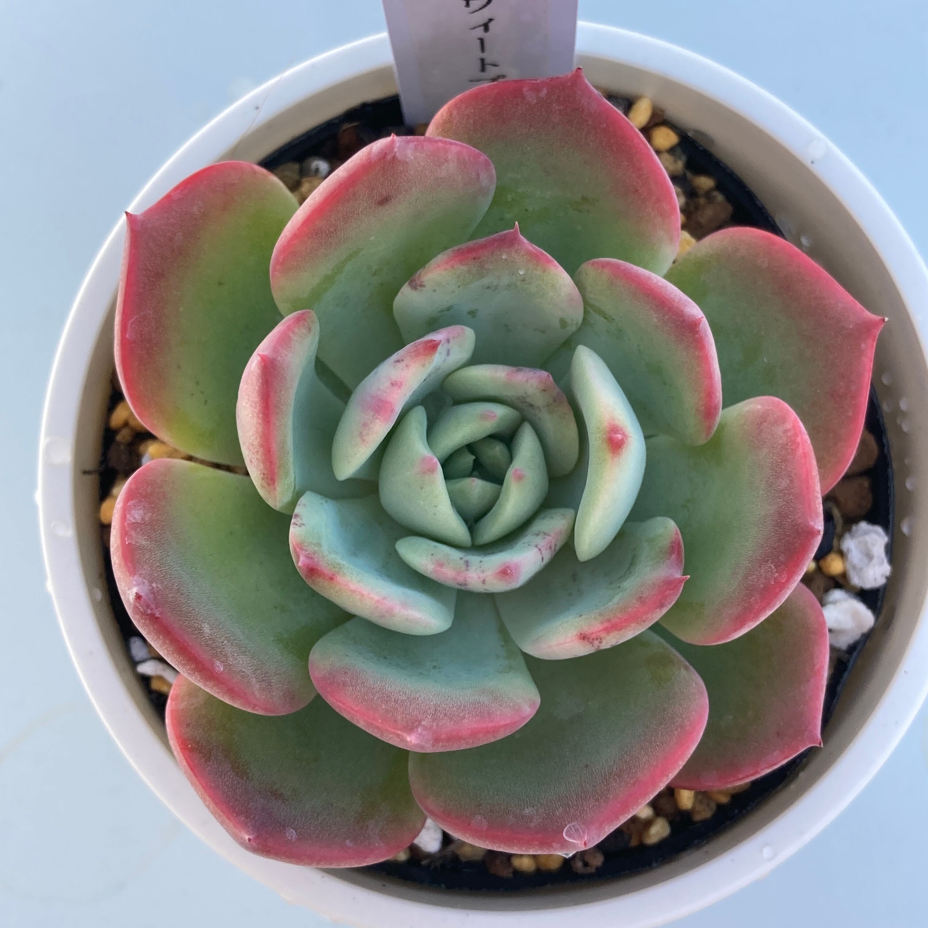 現物商品】スウィートプリンセス | 多肉植物研究所 現物商品】スウィートプリンセス | 多肉植物研究所