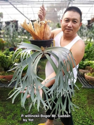 P.Smow White #4 ,  P. willinckii Bogor Mr. Suddan 【artPLANTs/PLANTS GARAGE】ビカクシダ/Platycerium