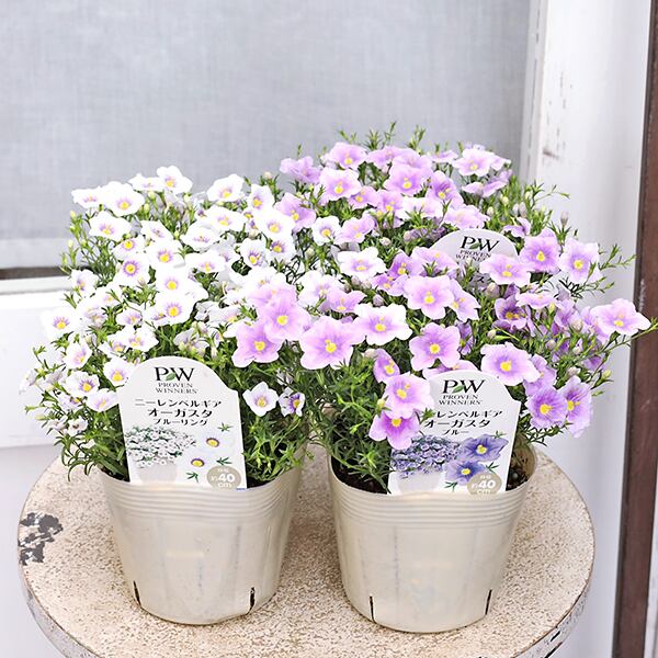 ポニーテール 8号 110cm 【公式通販】