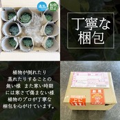 【一穂窯】黒嘯裂鉢 4号